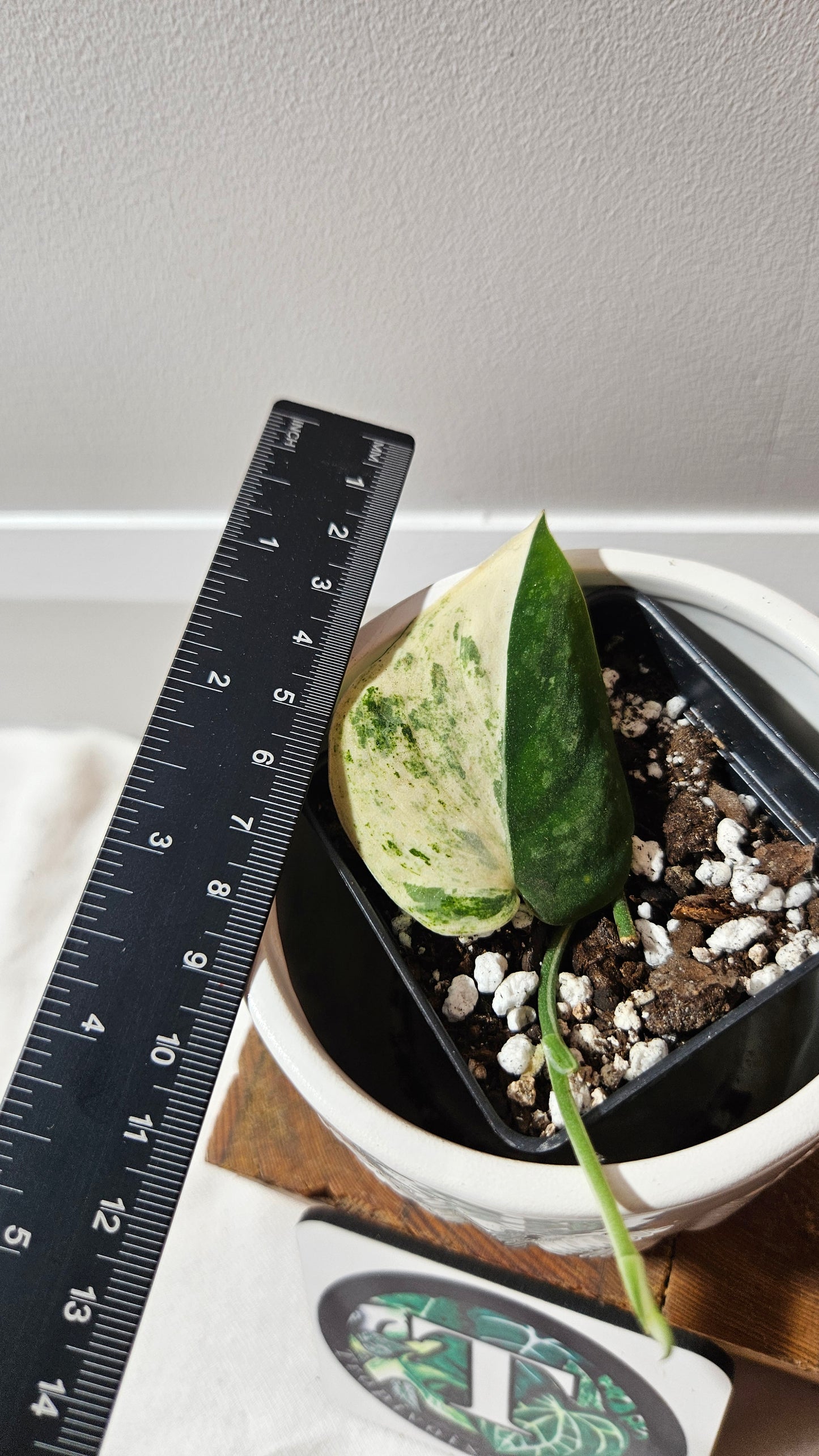 Scindapsus Mangurai (SCI-1228)