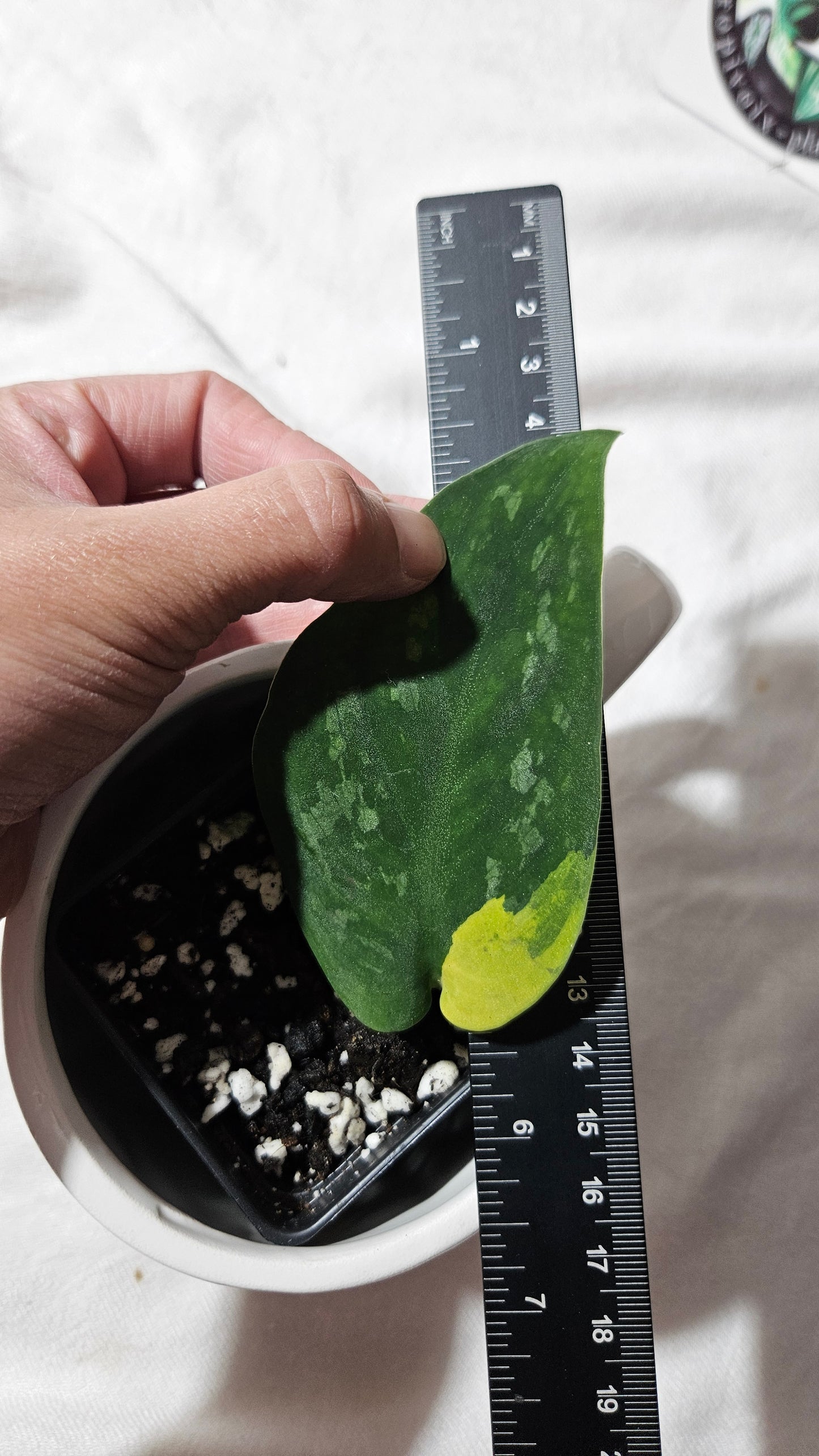 Scindapsus Swarnabhumi (SCI-1084)