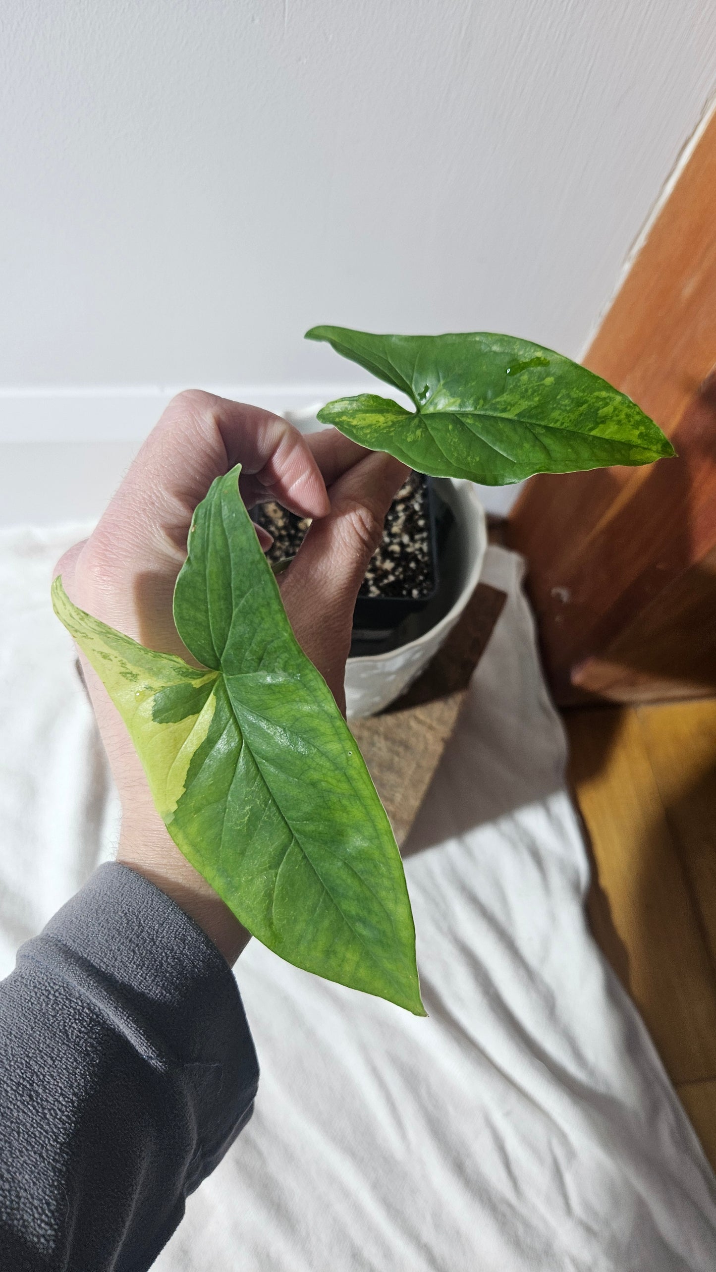 Syngonium Faustina Mint (SYN-411)