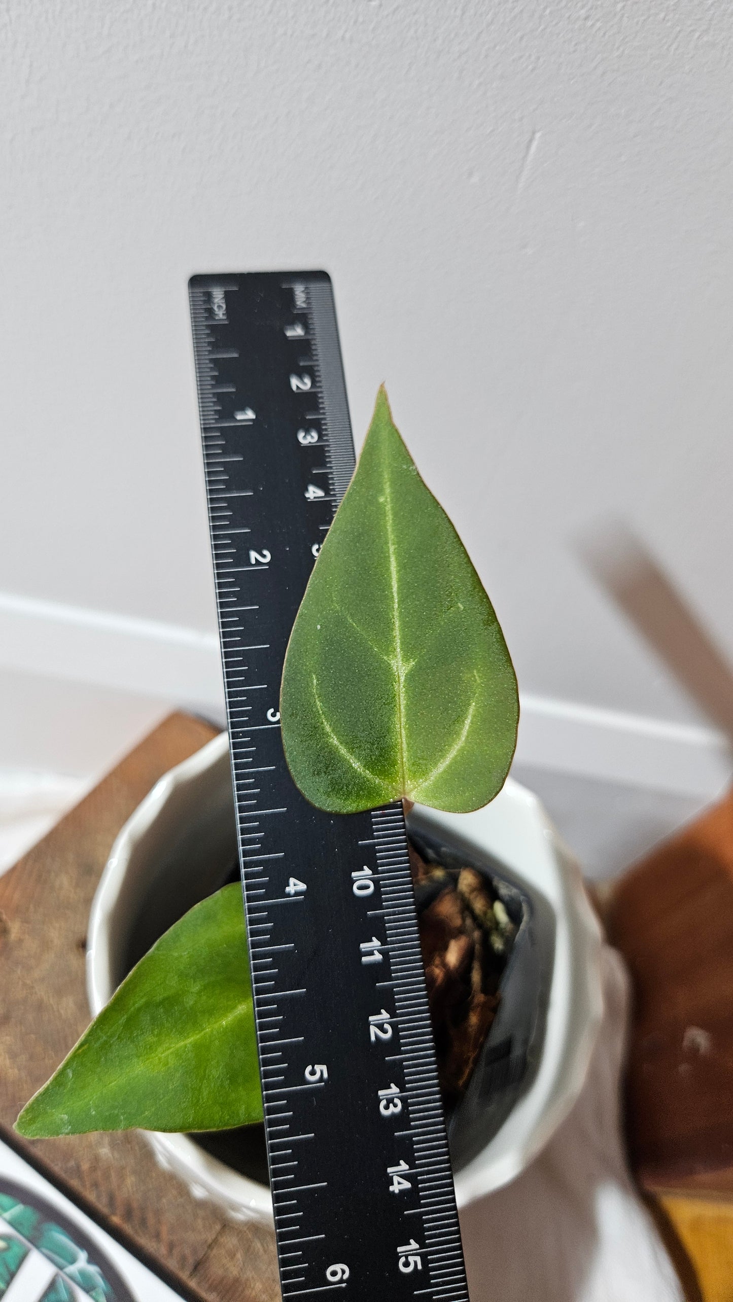 Anthurium Papillilaminum Hybrid "format PETIT" (ANT-509)