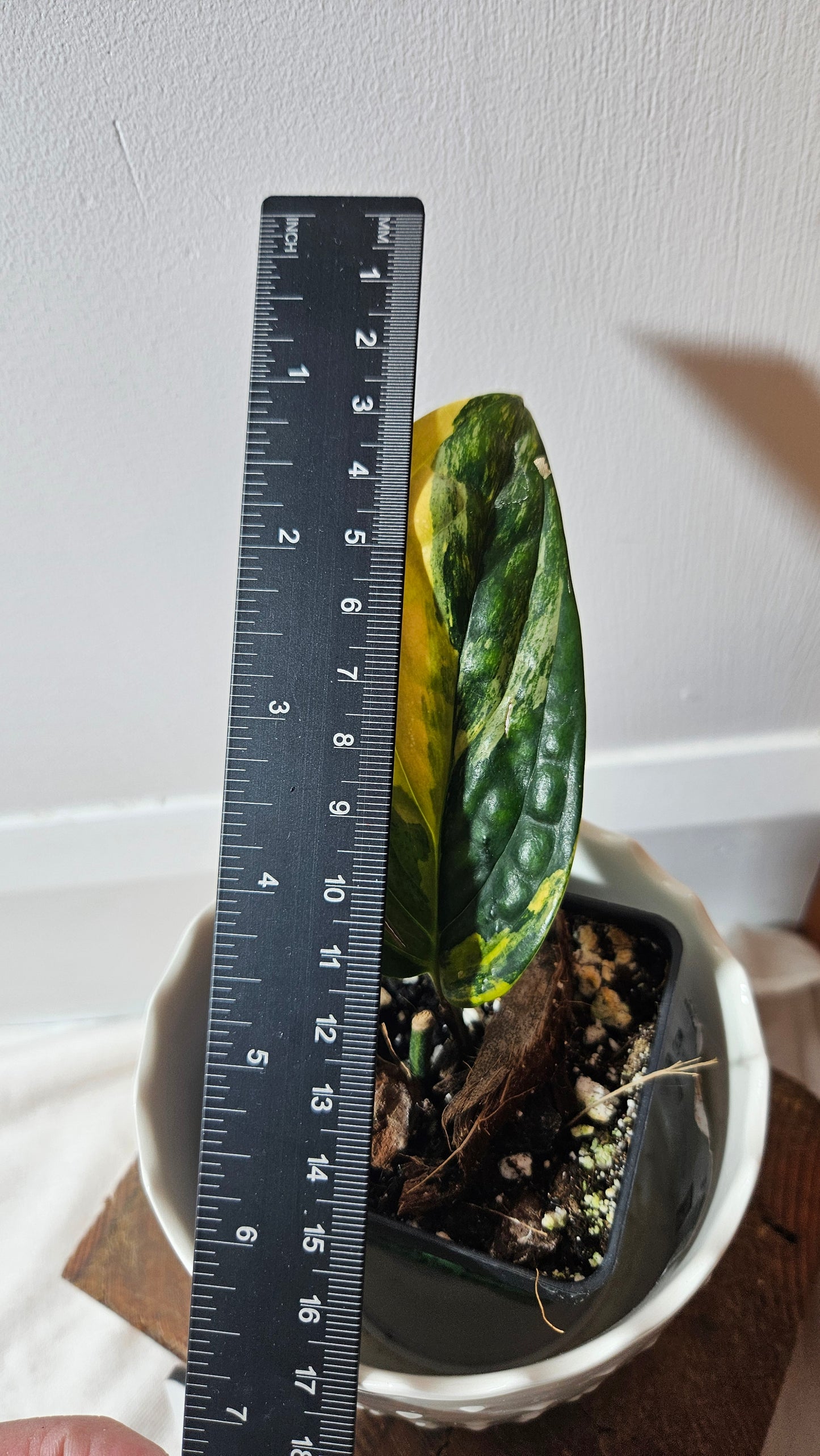 Monstera Karstenianum/Peru Variegata (MON-370)