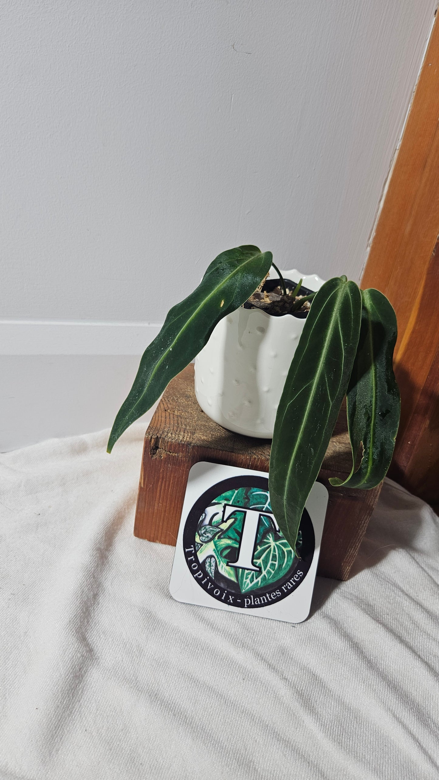 Anthurium Warocqueanum Super Narrow "format MOYEN" (ANT-395)