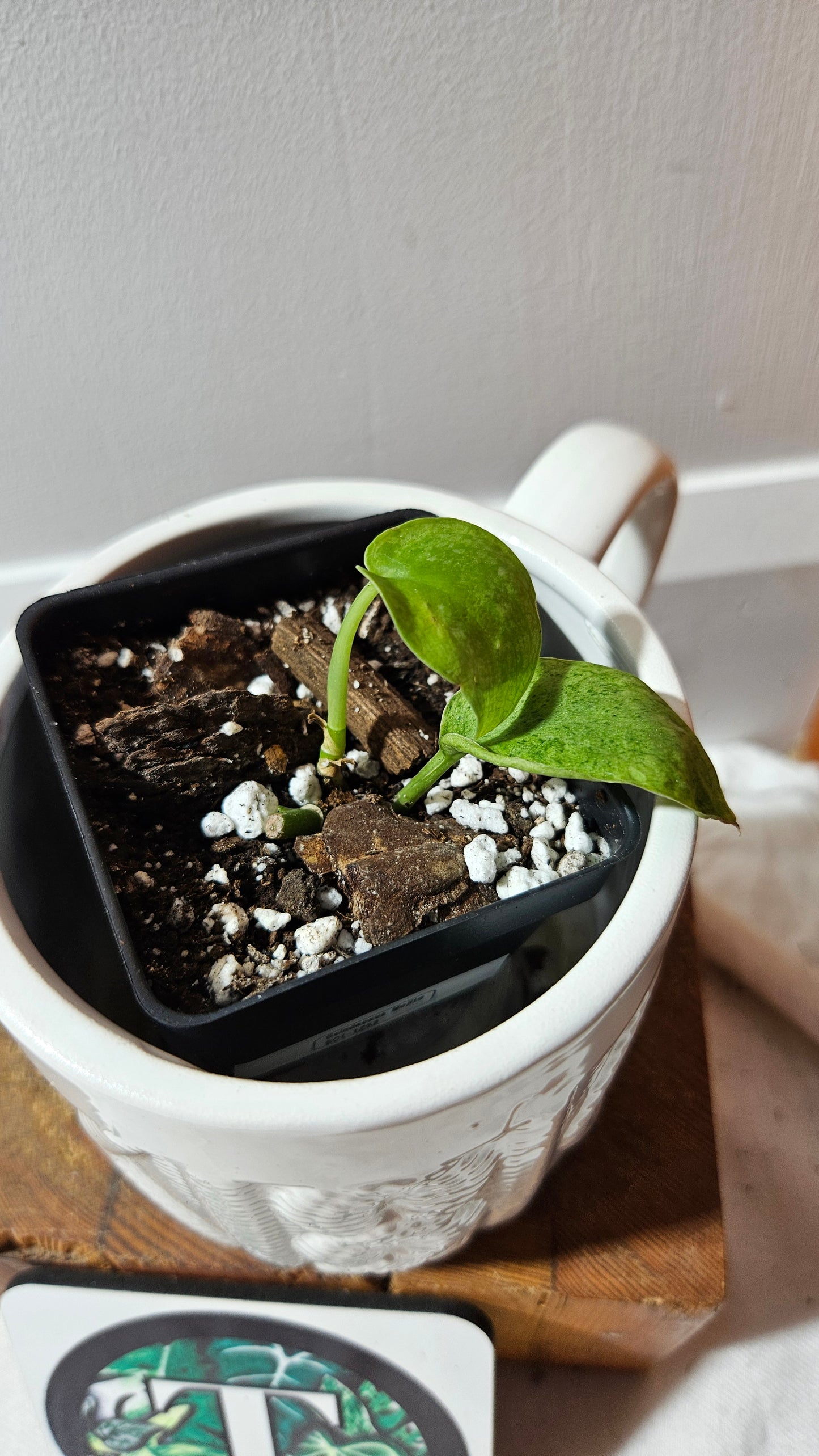 Scindapsus Mojito (SCI-1253)