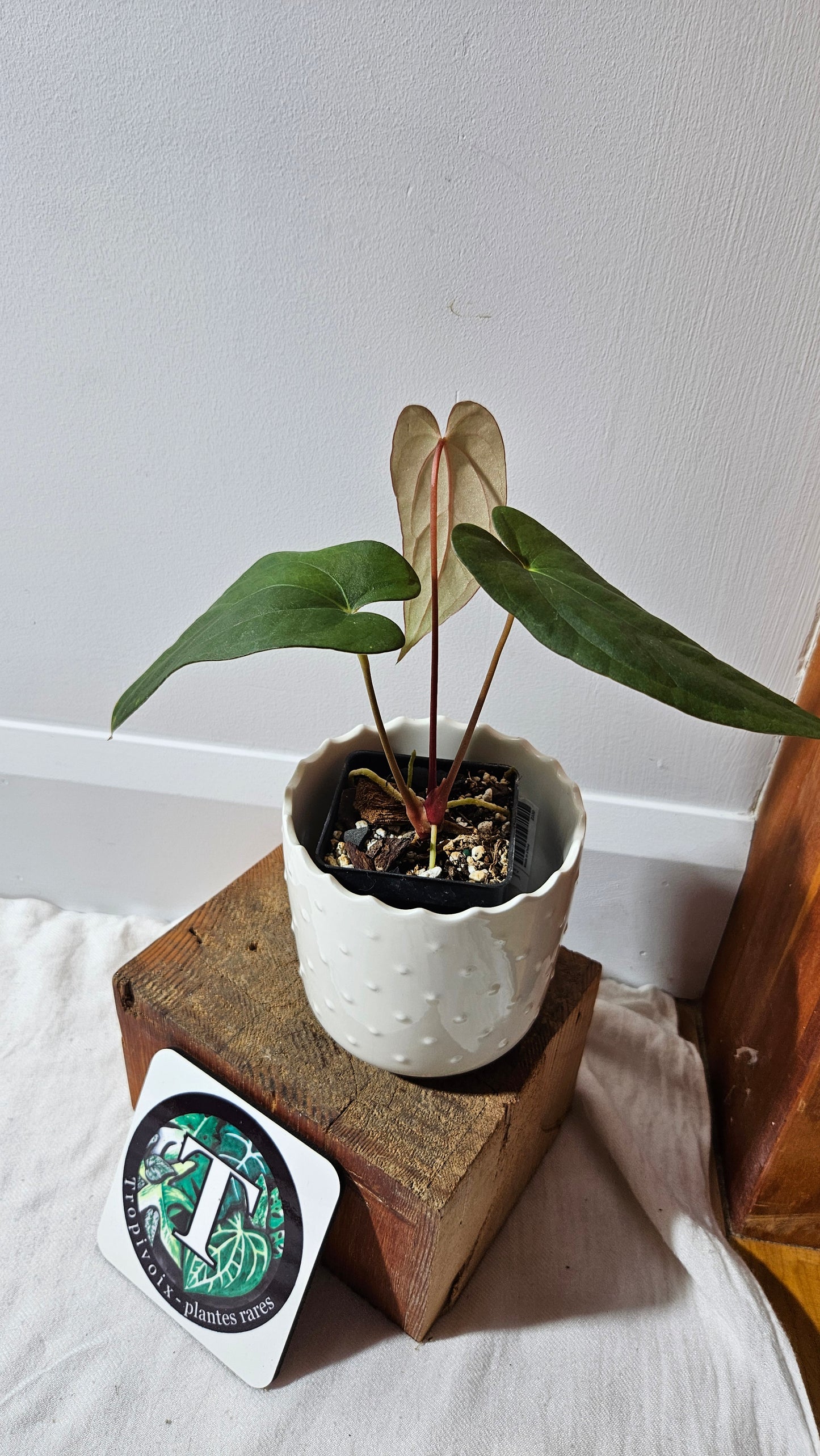 Anthurium Napo X Papillilaminum "format MOYEN" (ANT-417)