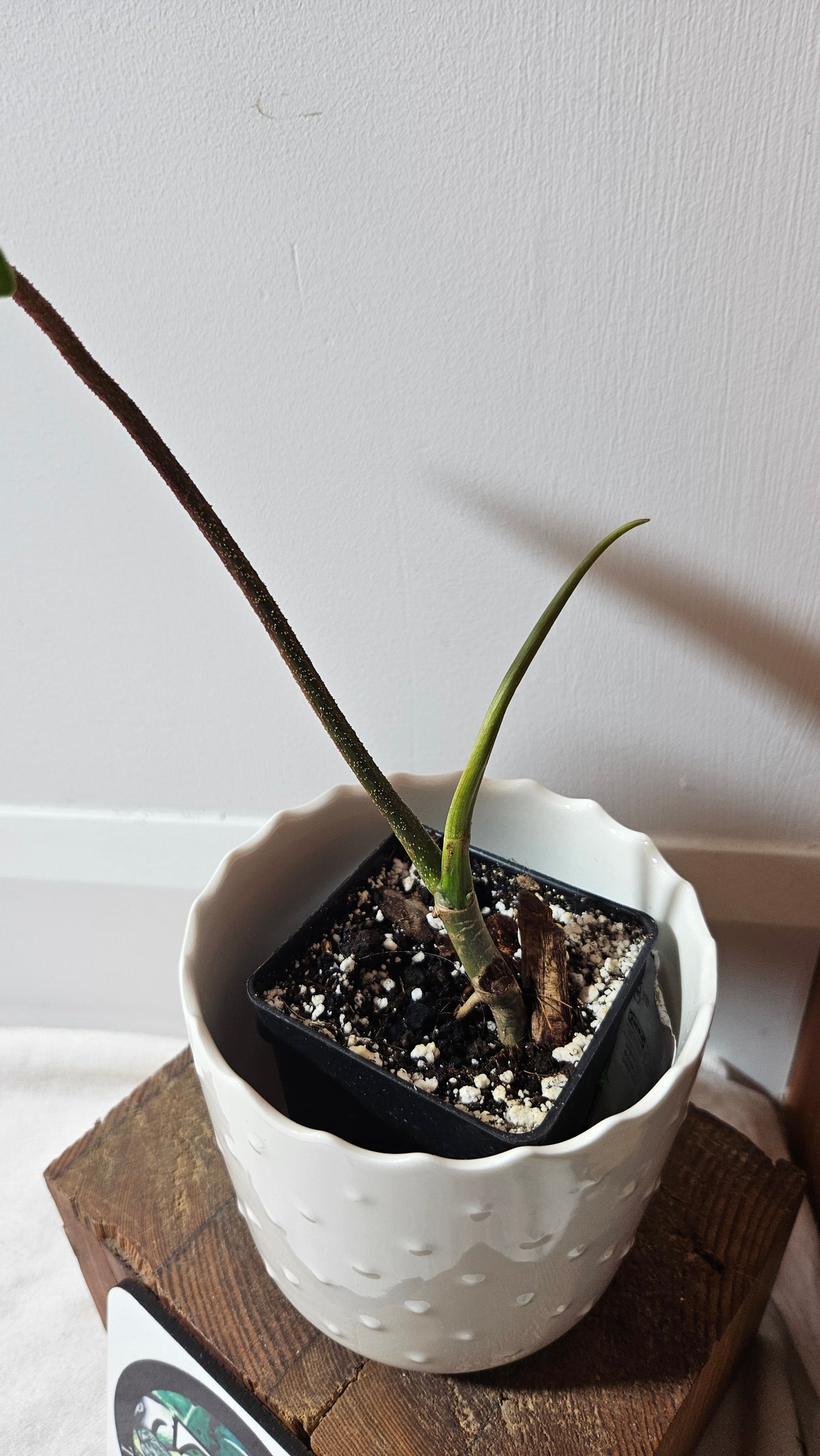 Philodendron Florida Beauty (PHI-687)