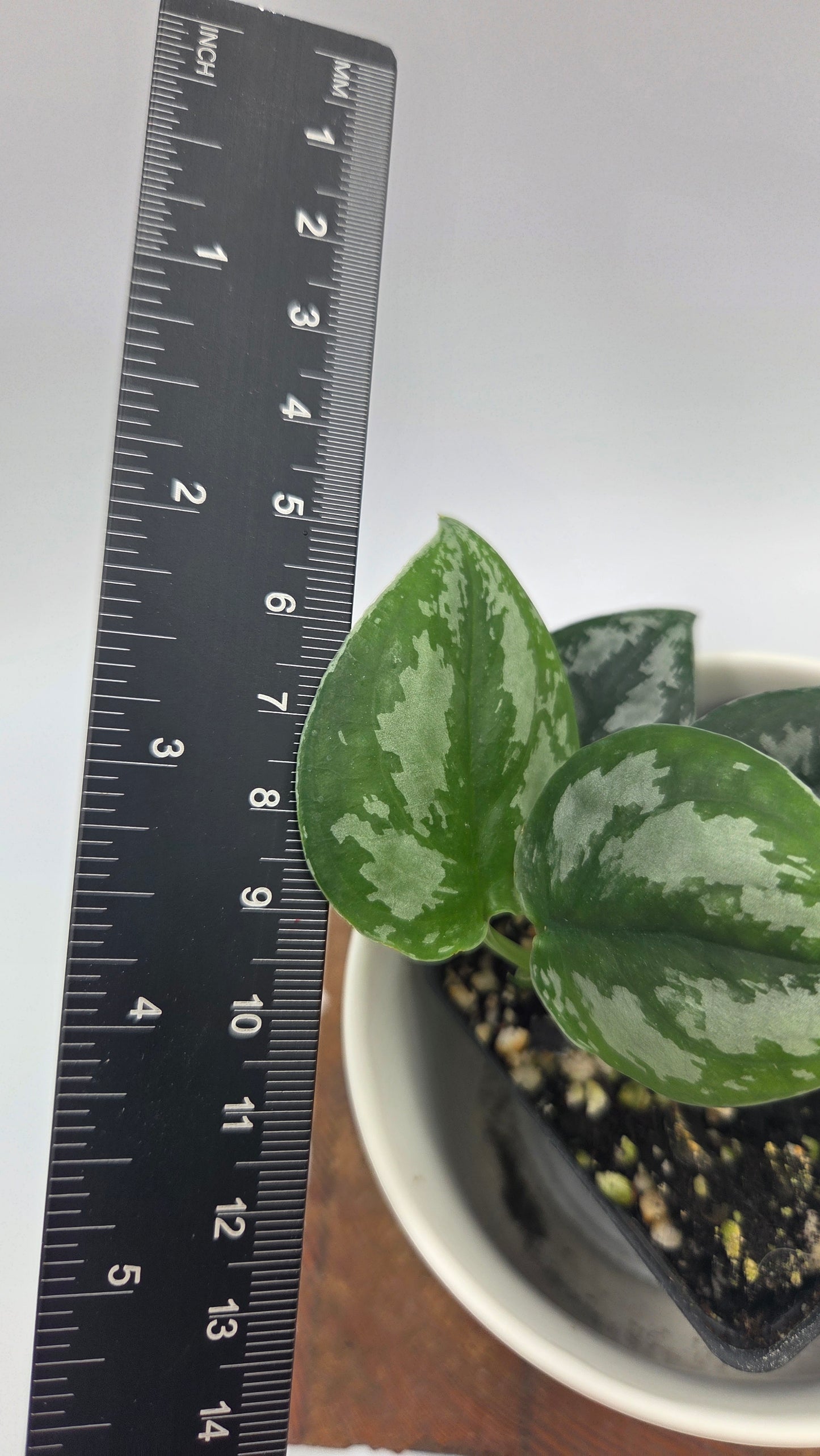 Scindapsus Dark Tricolore (SCI-1041)