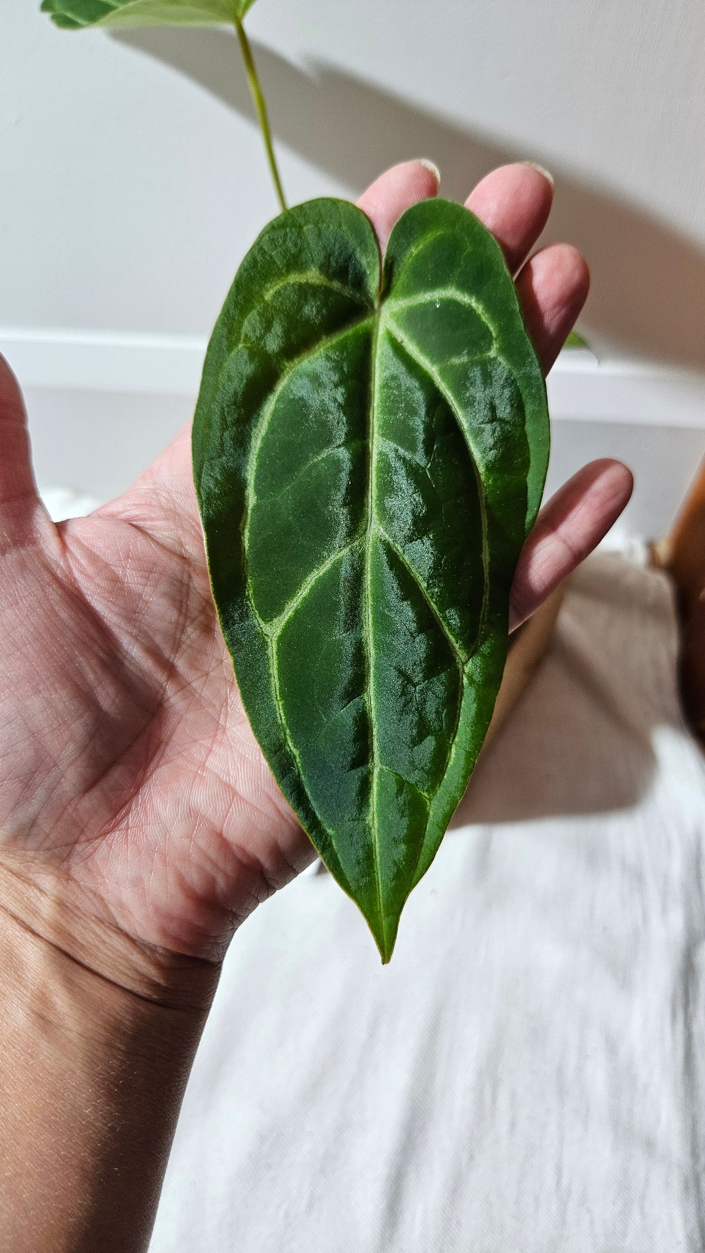 Anthurium Papi x Magnificum "SEEDLING format" (ANT-142)