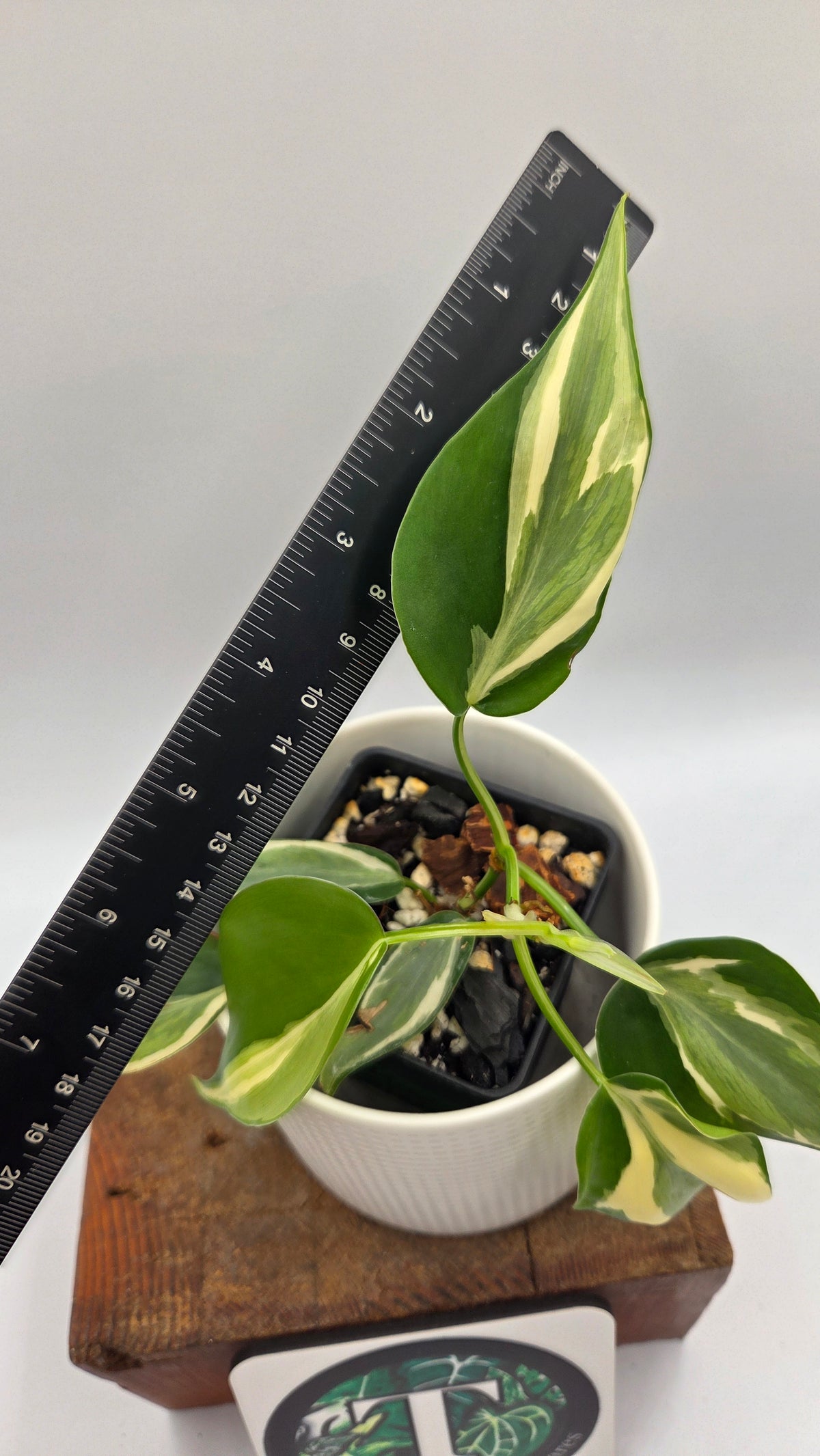 Philodendron Hederaceum Rio (PHI-1108)