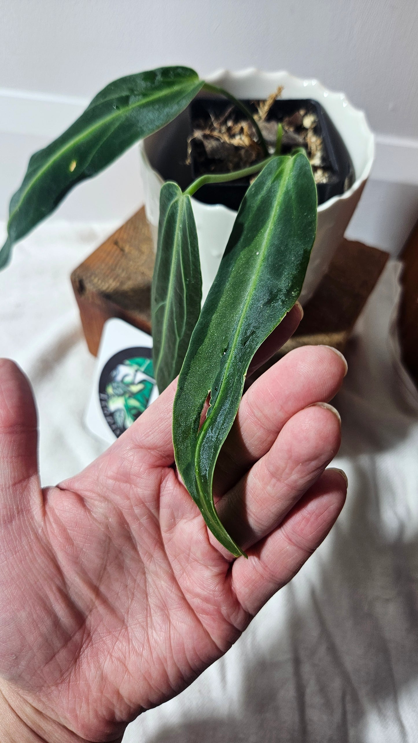 Anthurium Warocqueanum Super Narrow "format MOYEN" (ANT-395)