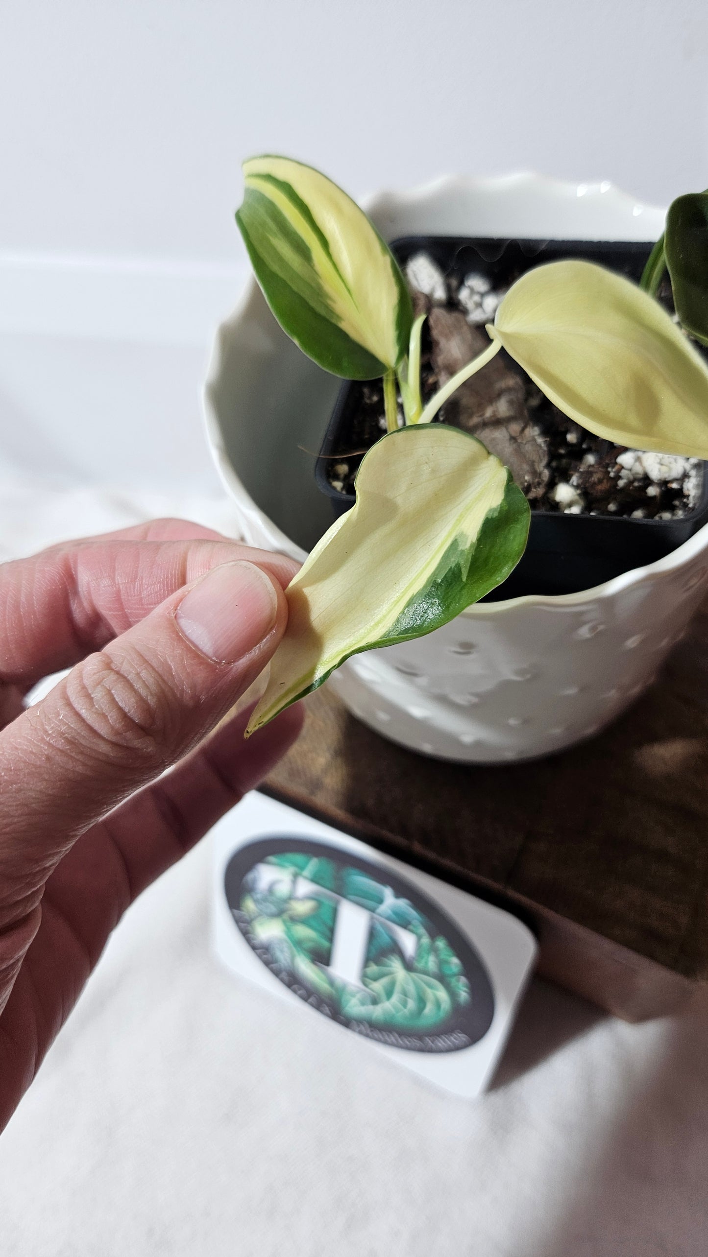 Philodendron Hederaceum Silver Stripe (PHI-735)