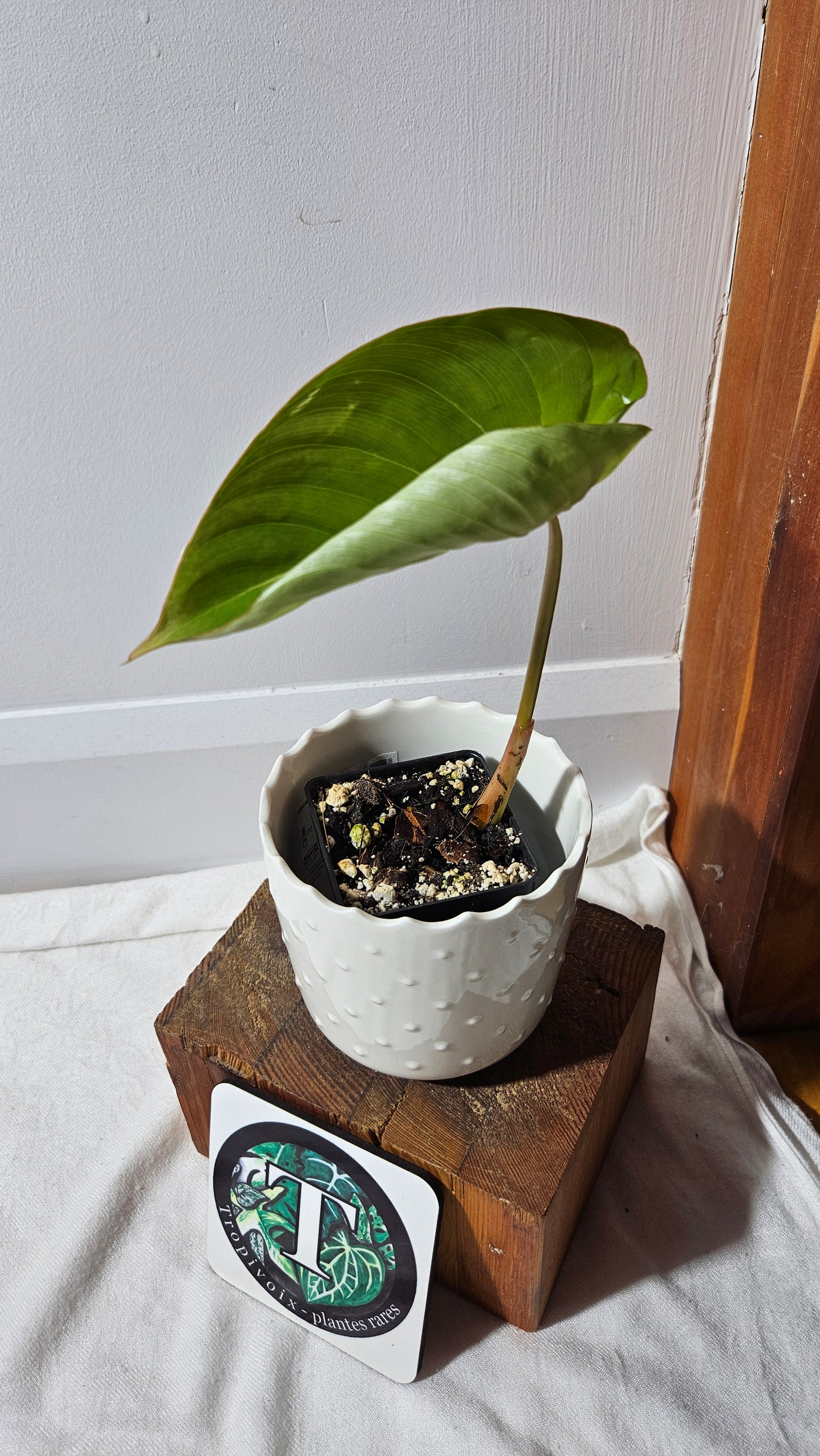 Philodendron Gloriosum (PHI-811)