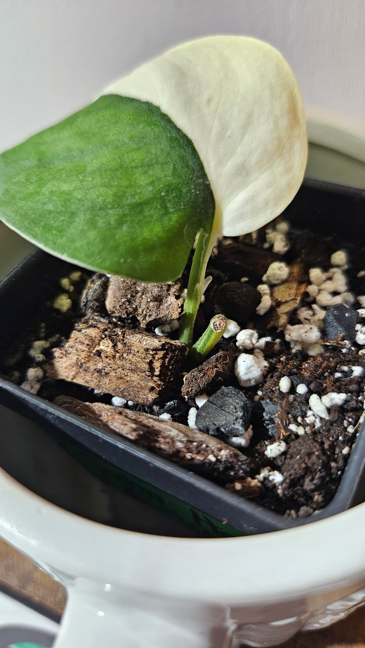 Scindapsus Dark Satin albo "half&half"(SCI-1098)