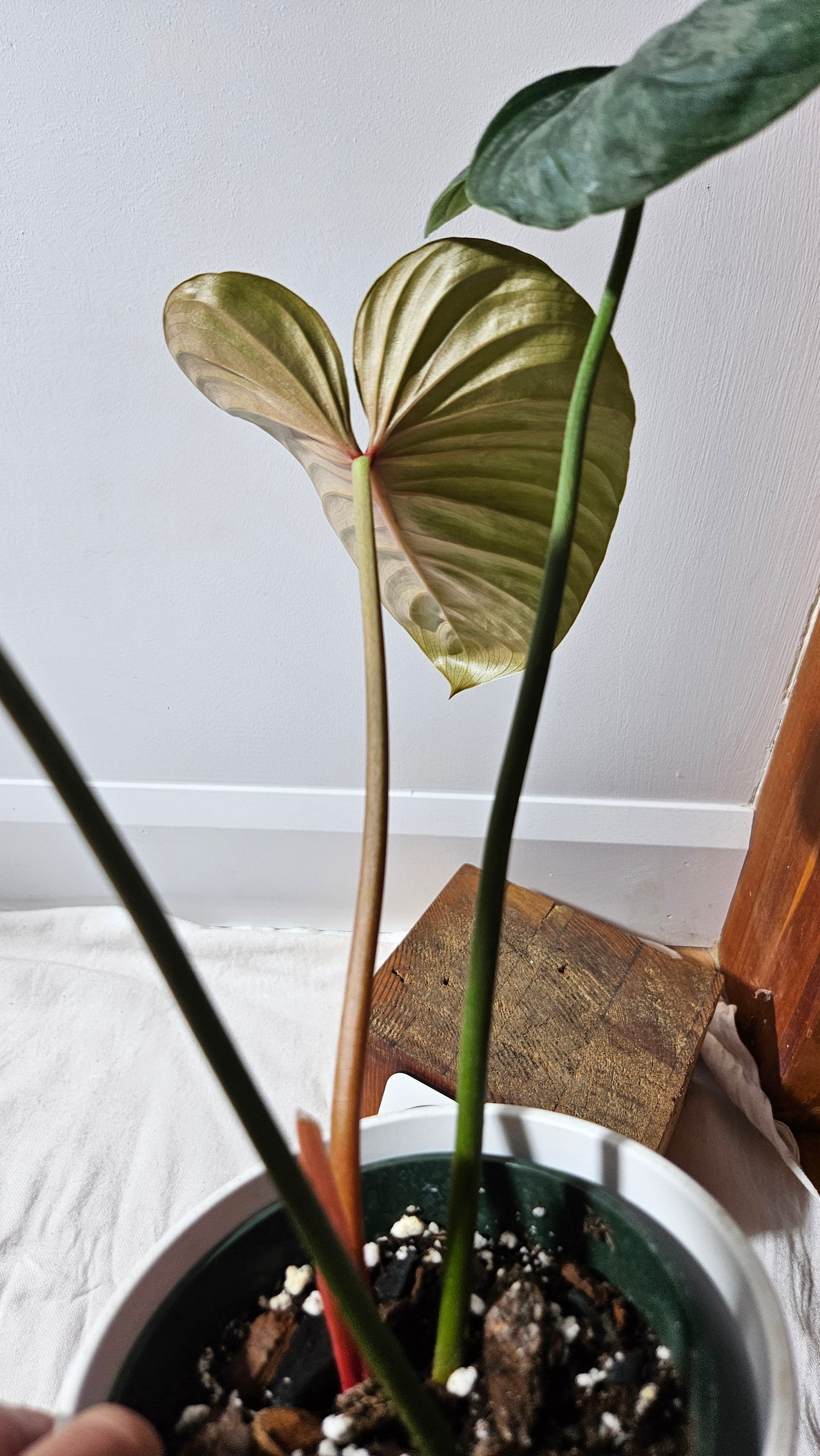 Philodendron Mamei X Lynamii (PHI-937)