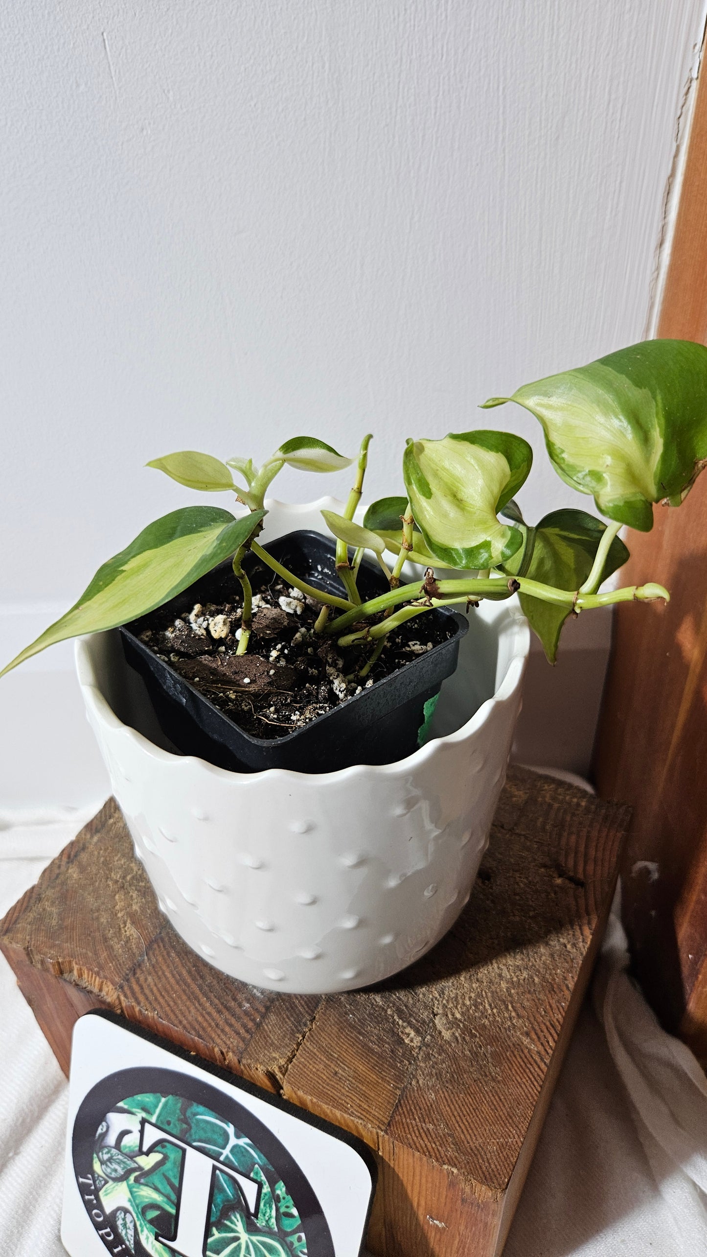 Philodendron Hederaceum Cream Splash (PHI-847)