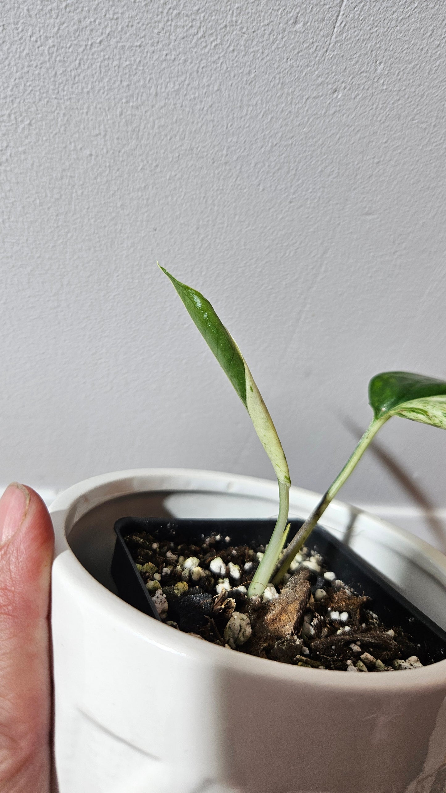 Epipremnum pinnatum Marble (EPI-224)