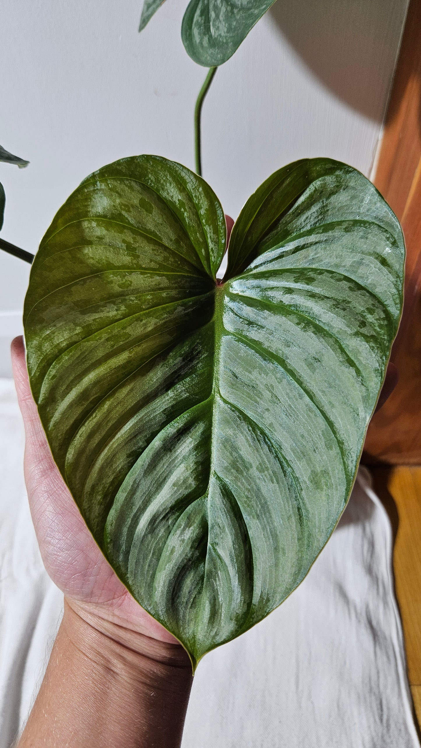 Philodendron Mamei X Lynamii (PHI-937)