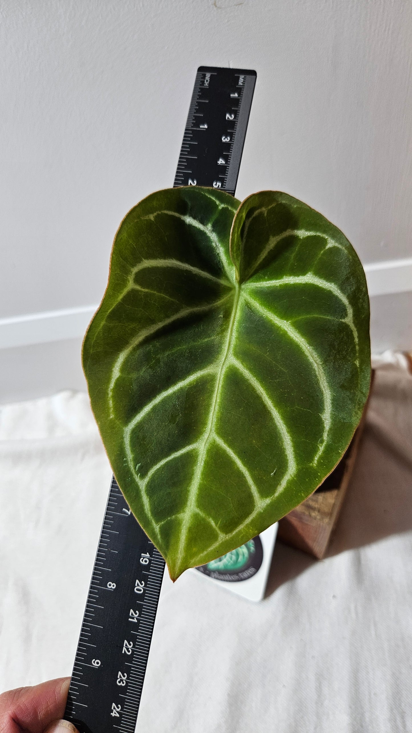 Anthurium Domino Hybrid "format MOYEN" (ANT-521)