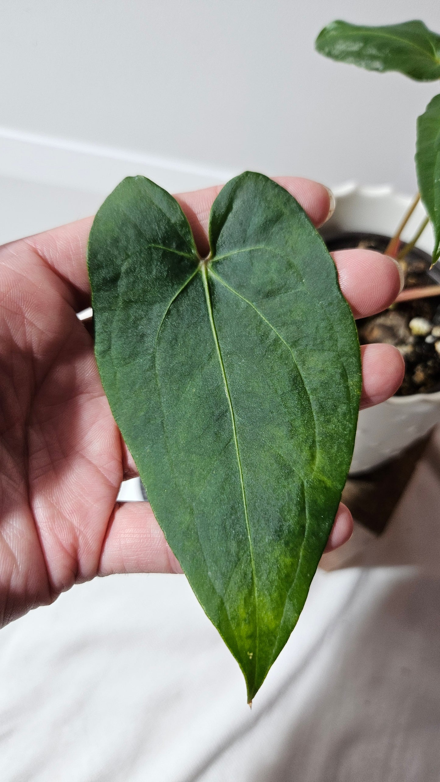 Anthurium Blue Ocean (Blue Papi X AOS) "format MOYEN" (ANT-316)