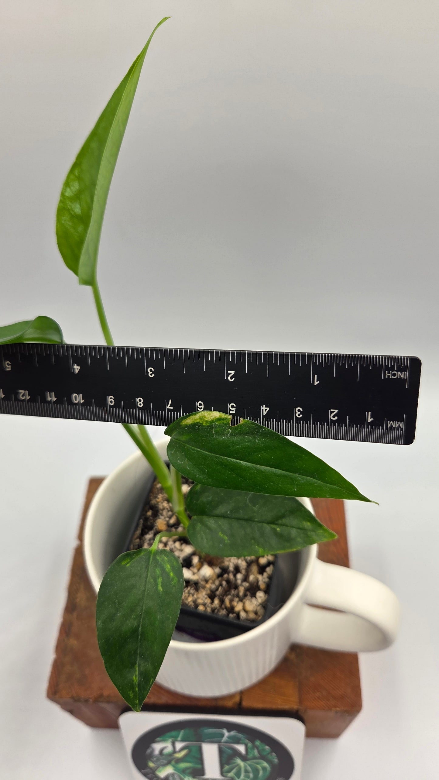 Epipremnum pinnatum Yellow Sunrise (EPI-243)
