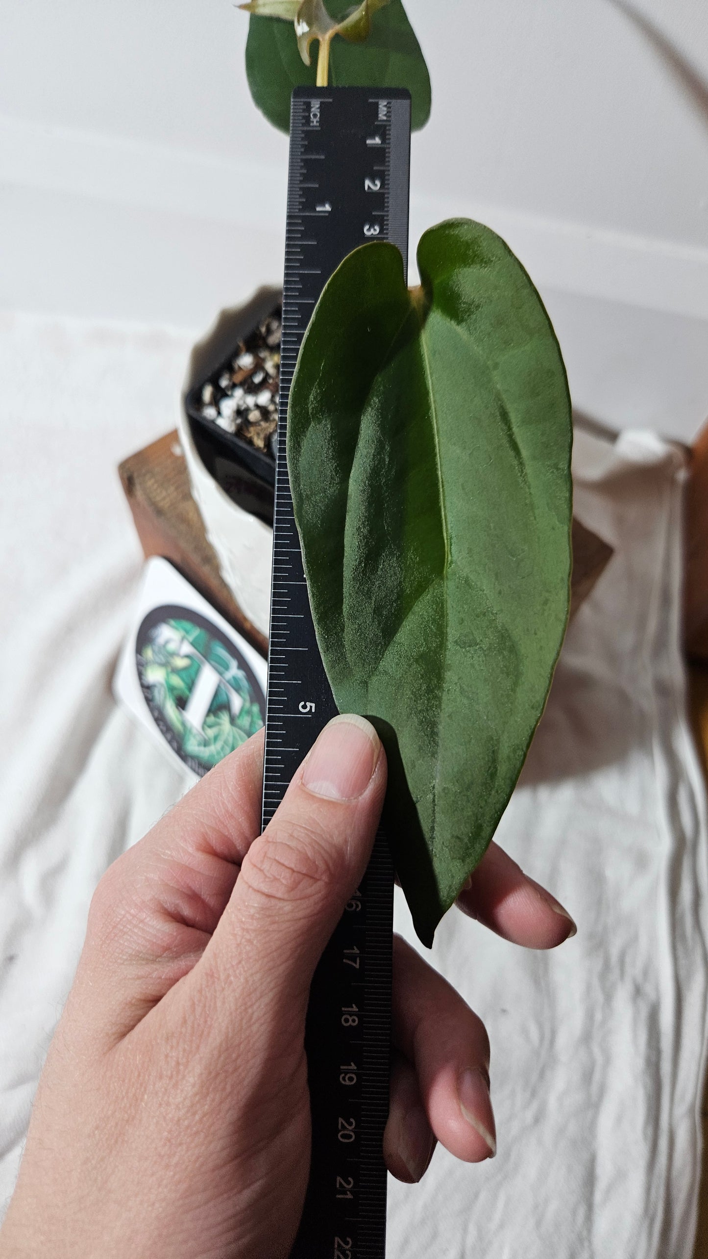 Anthurium Napo X Luxurians "format MOYEN" (ANT-416)