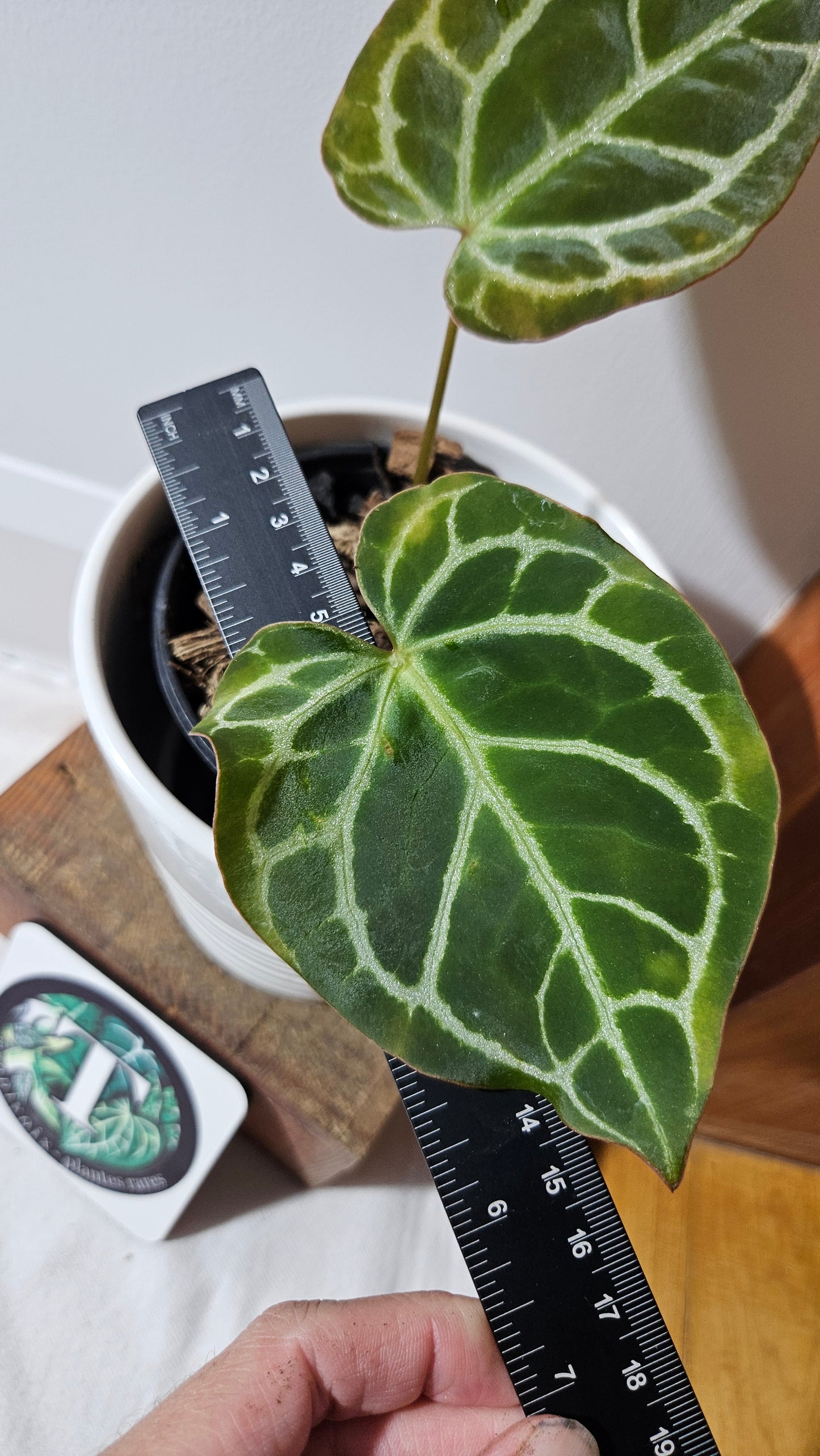 Anthurium Crystallinum "format PETIT" (ANT-009)