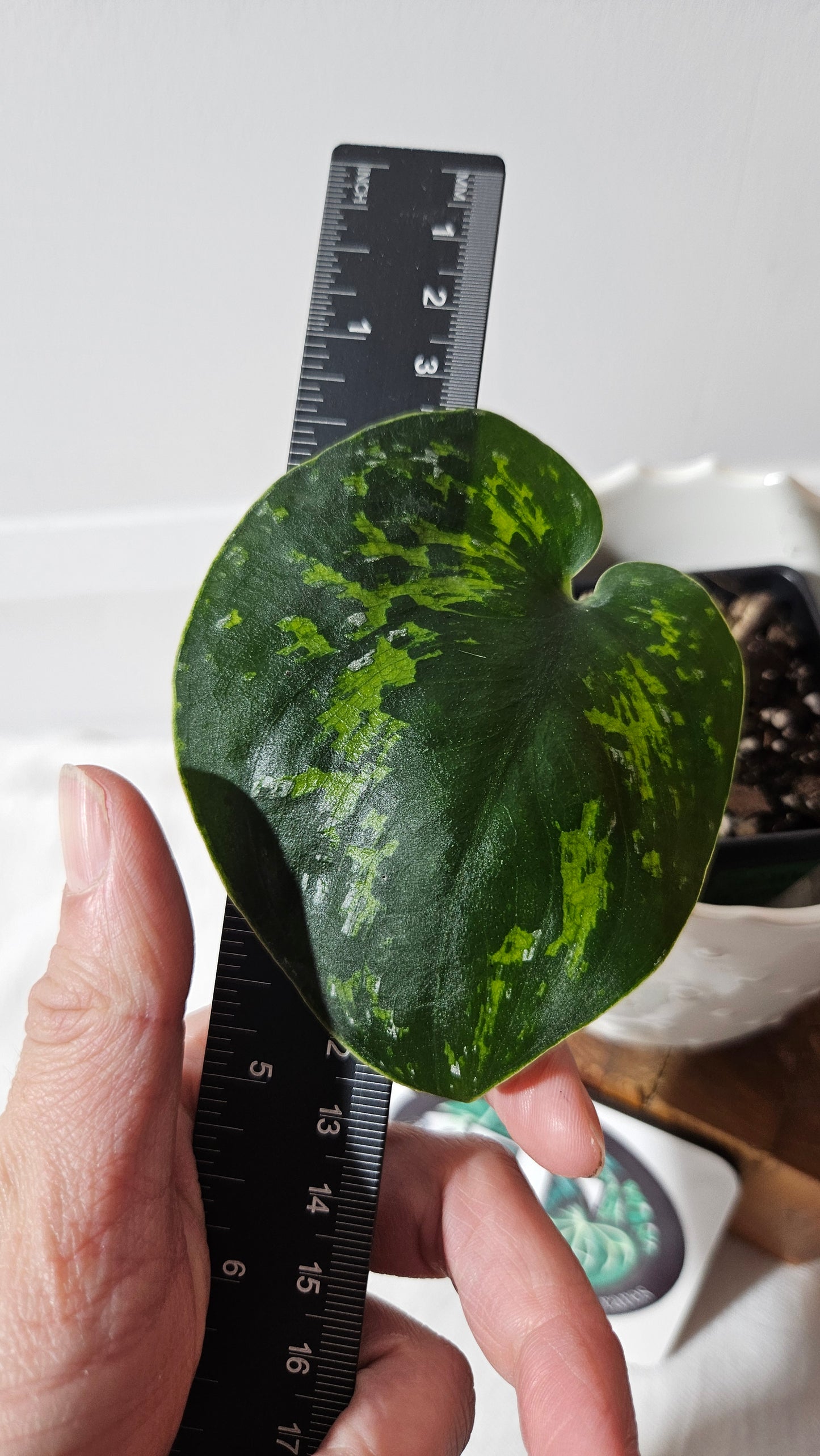 Scindapsus Macan (SCI-1005)