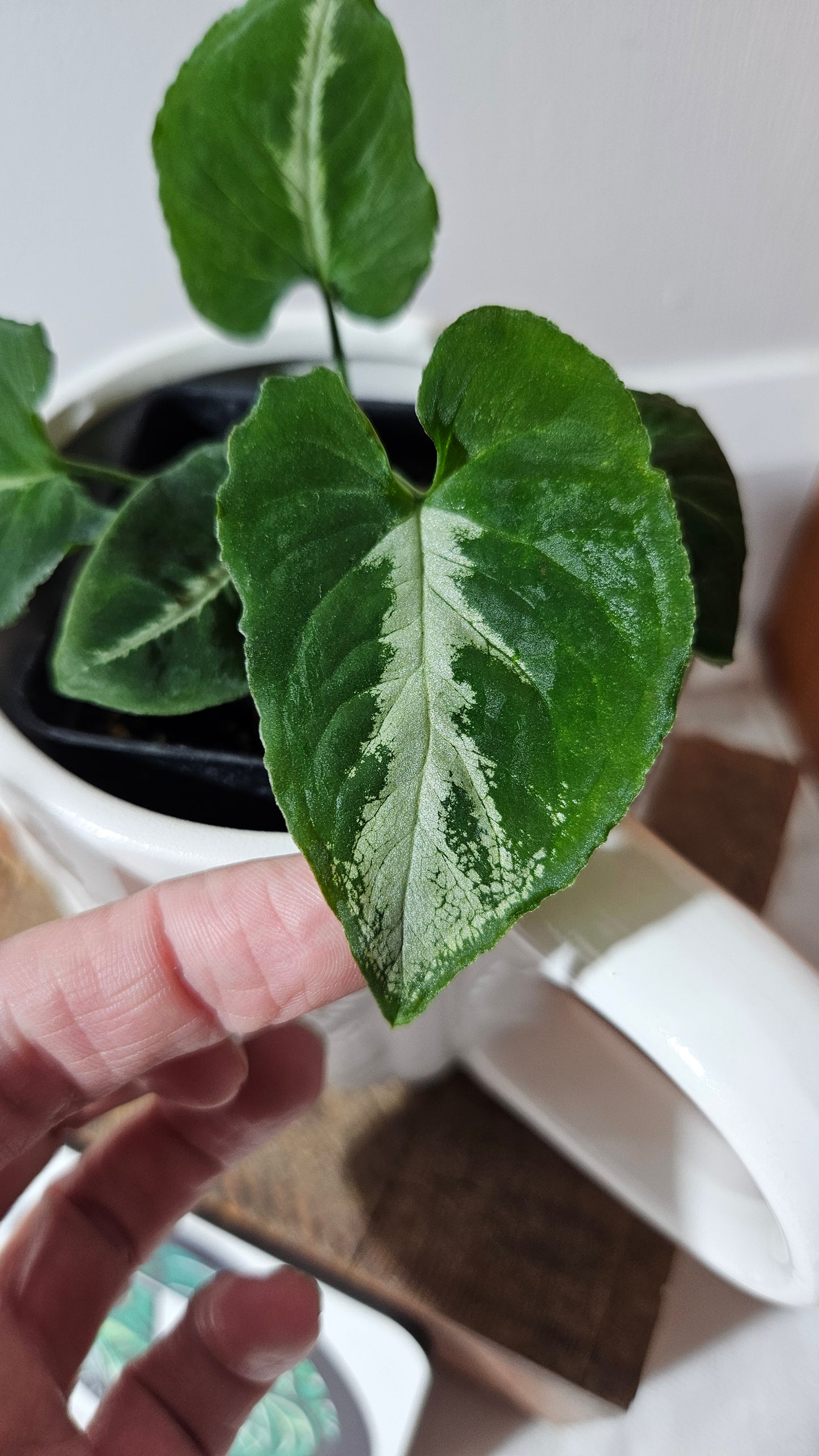 Syngonium Wendlandii "Southern Star"(SYN-461)
