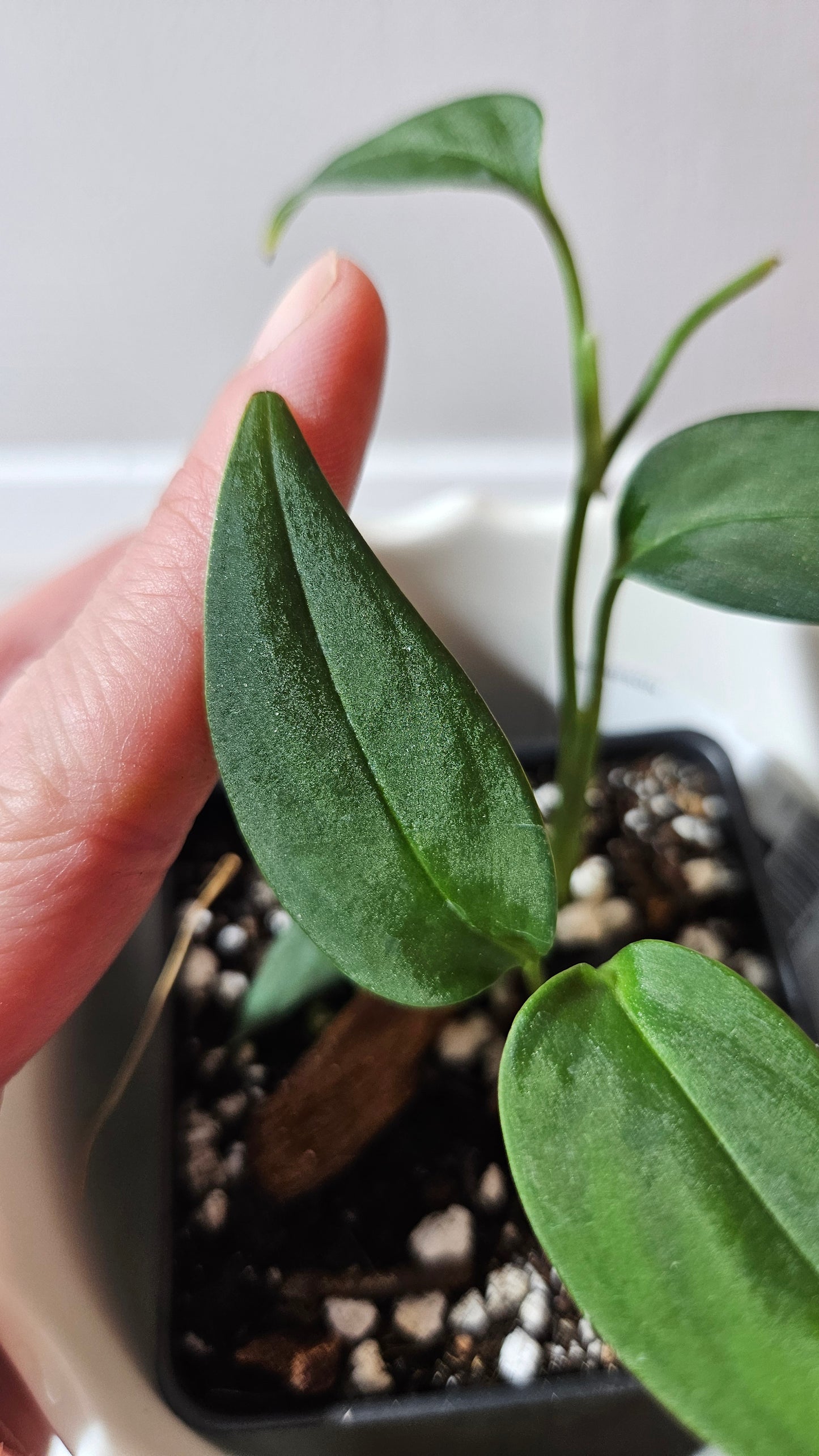 Monstera Obliqua Aff Black (MON-442)