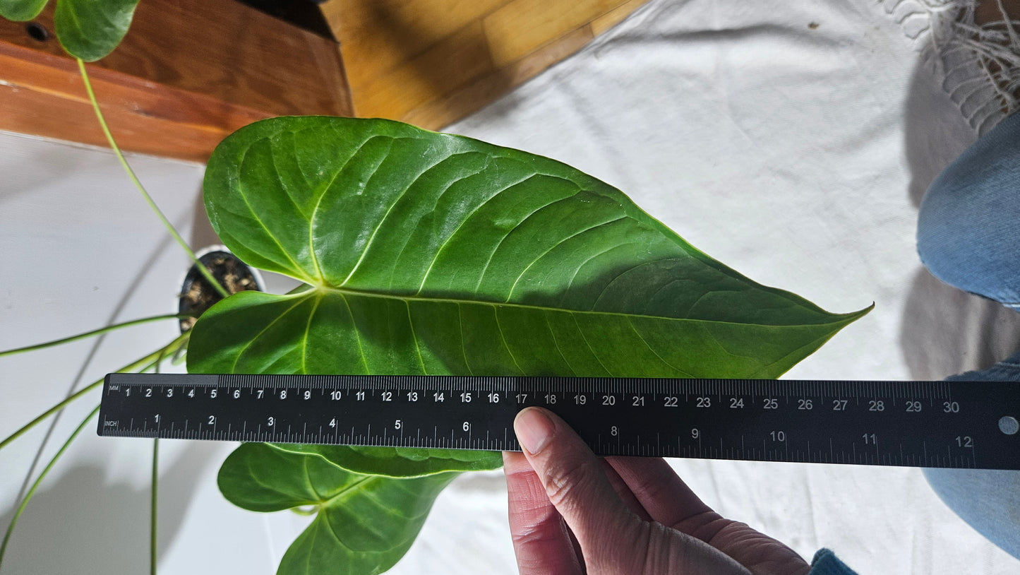 Anthurium Veitchii hybrid "format LARGE" (ANT-400)