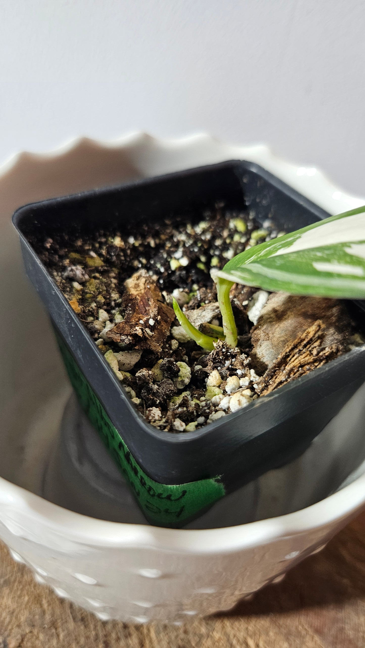 Scindapsus Moonlight Albo Narrow (SCI-907)