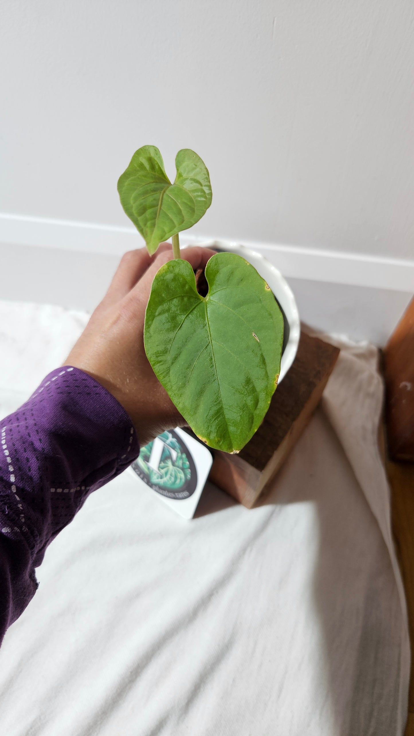 Anthurium Kunayalense "format MOYEN" (ANT-455)
