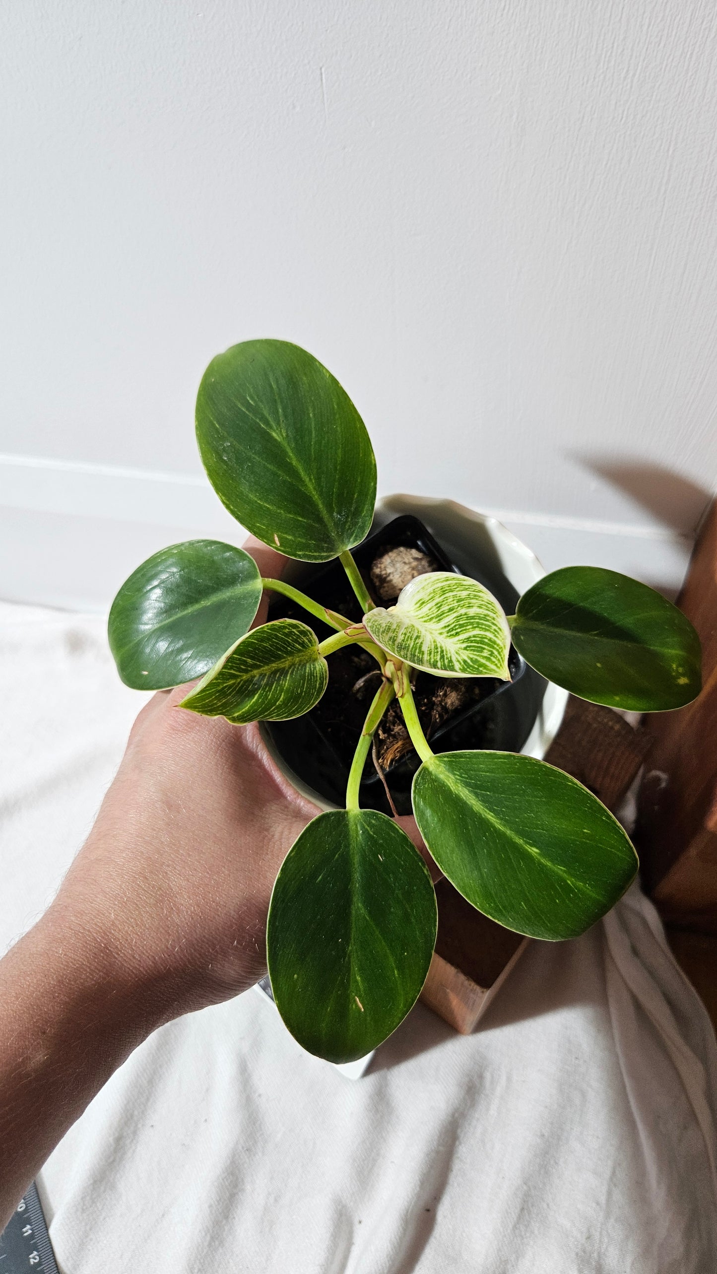 Philodendron Birkin (PHI-852)