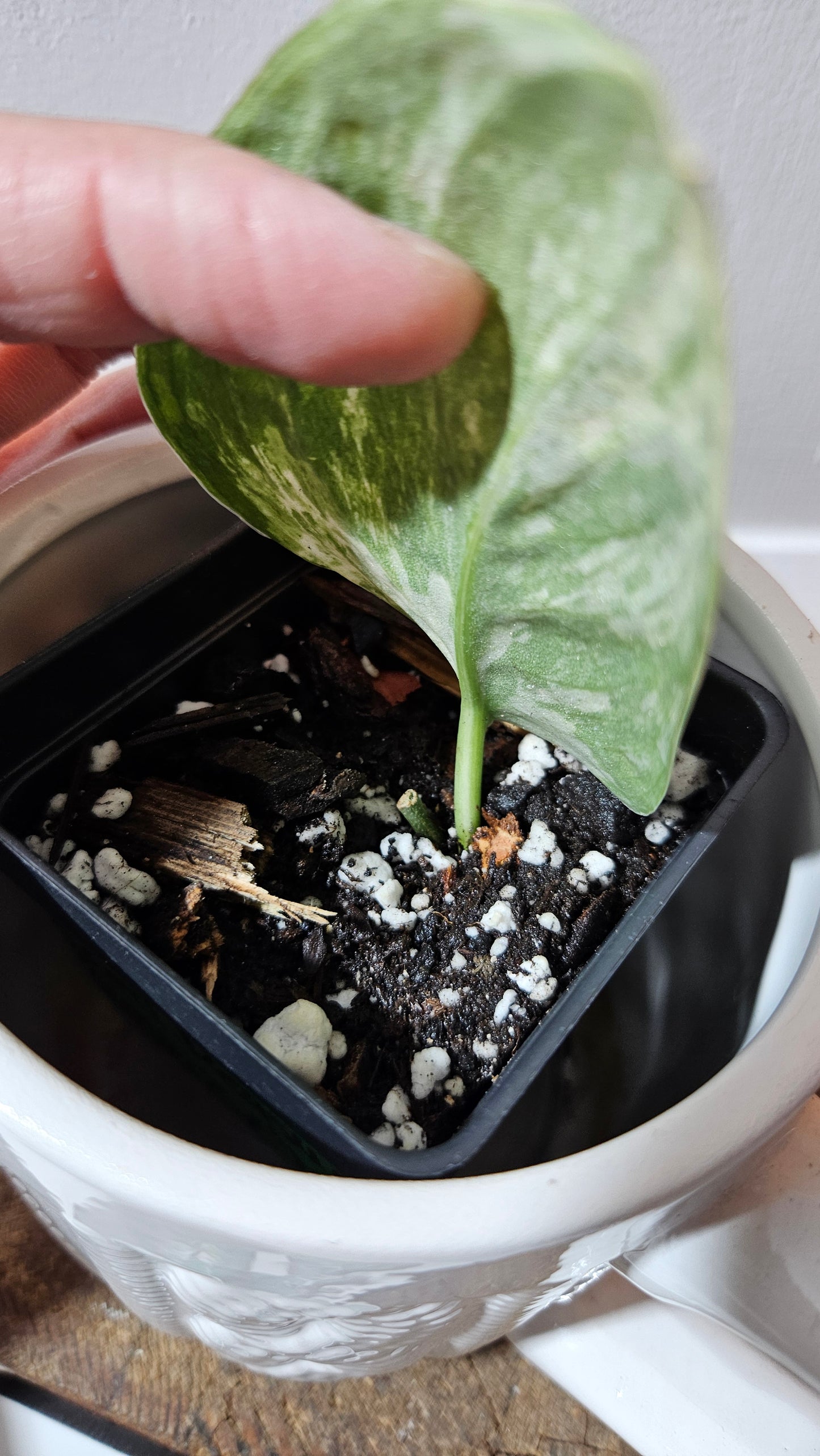 Scindapsus Peasun (SCI-1059)