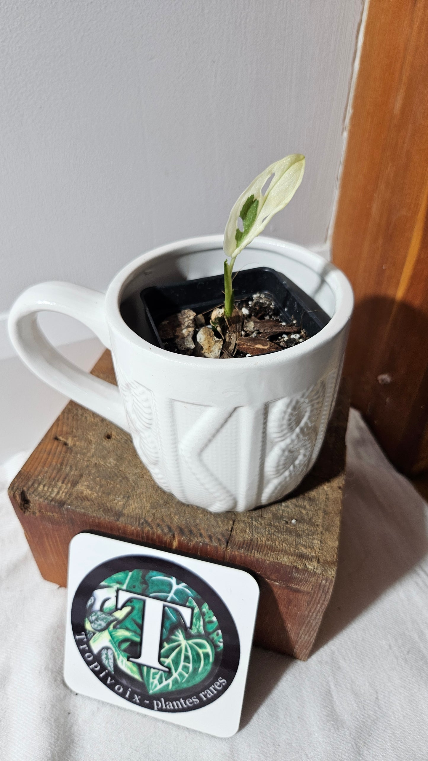 Monstera Andasonii Archipelago Ghost (MON-471)