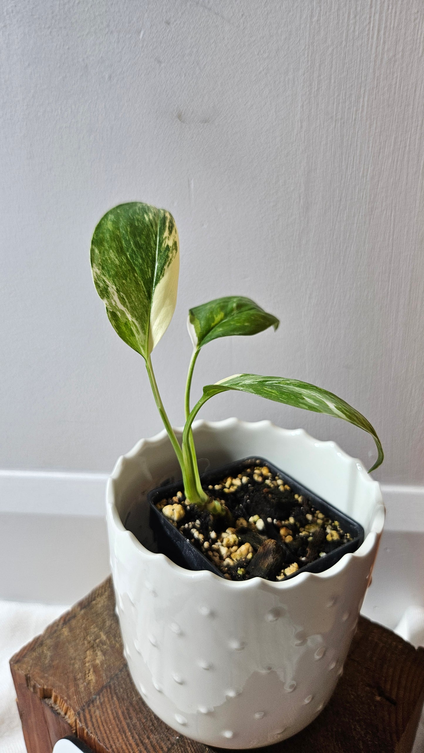 Monstera Lechleriana Albo (MON-195)