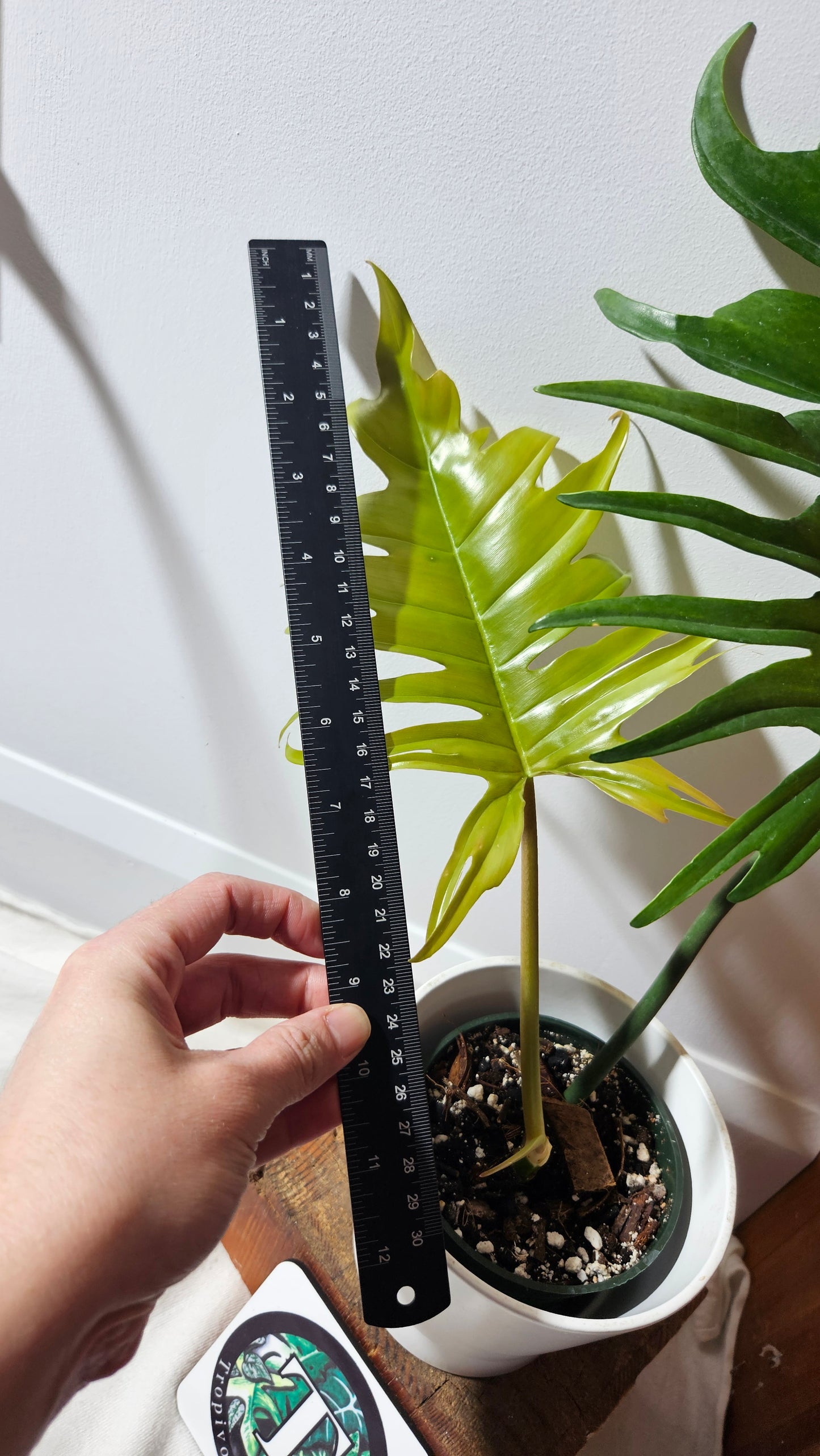 Philodendron Florida Beauty X Tortum REVERT(PHI-715)