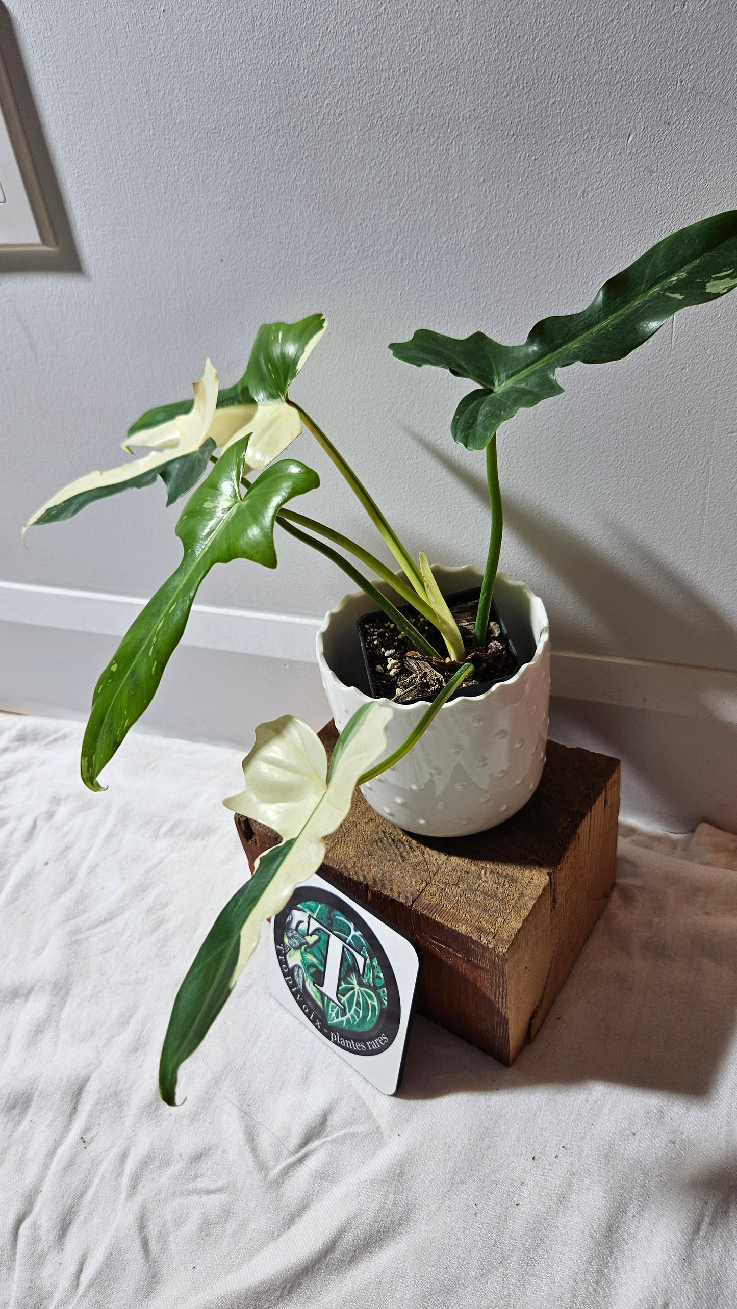 Philodendron Golden Dragon Variegata (PHI-899)