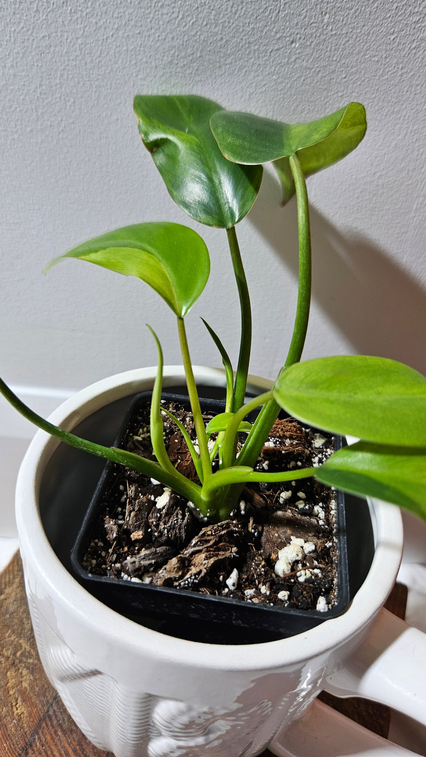 Philodendron Avocado Shake (PHI-917)