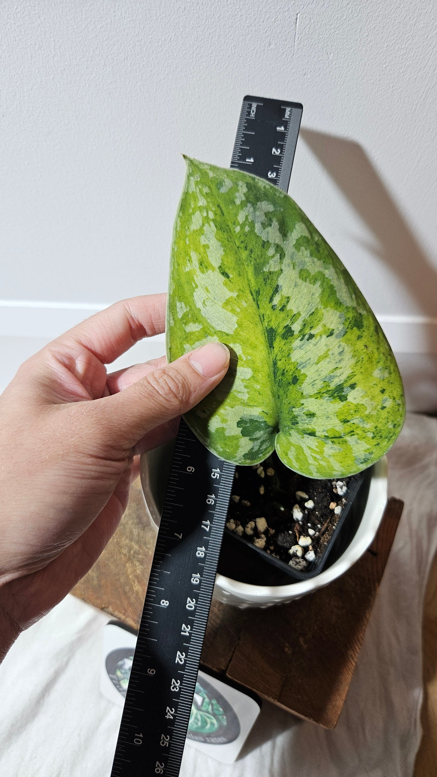 Scindapsus Medallion (SCI-1338)