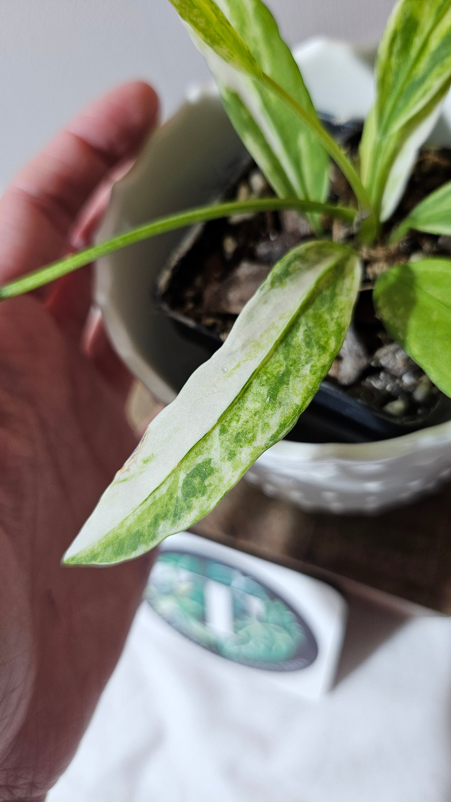 Anthurium Vittarifolium Variegata "format PETIT"(ANT-443)