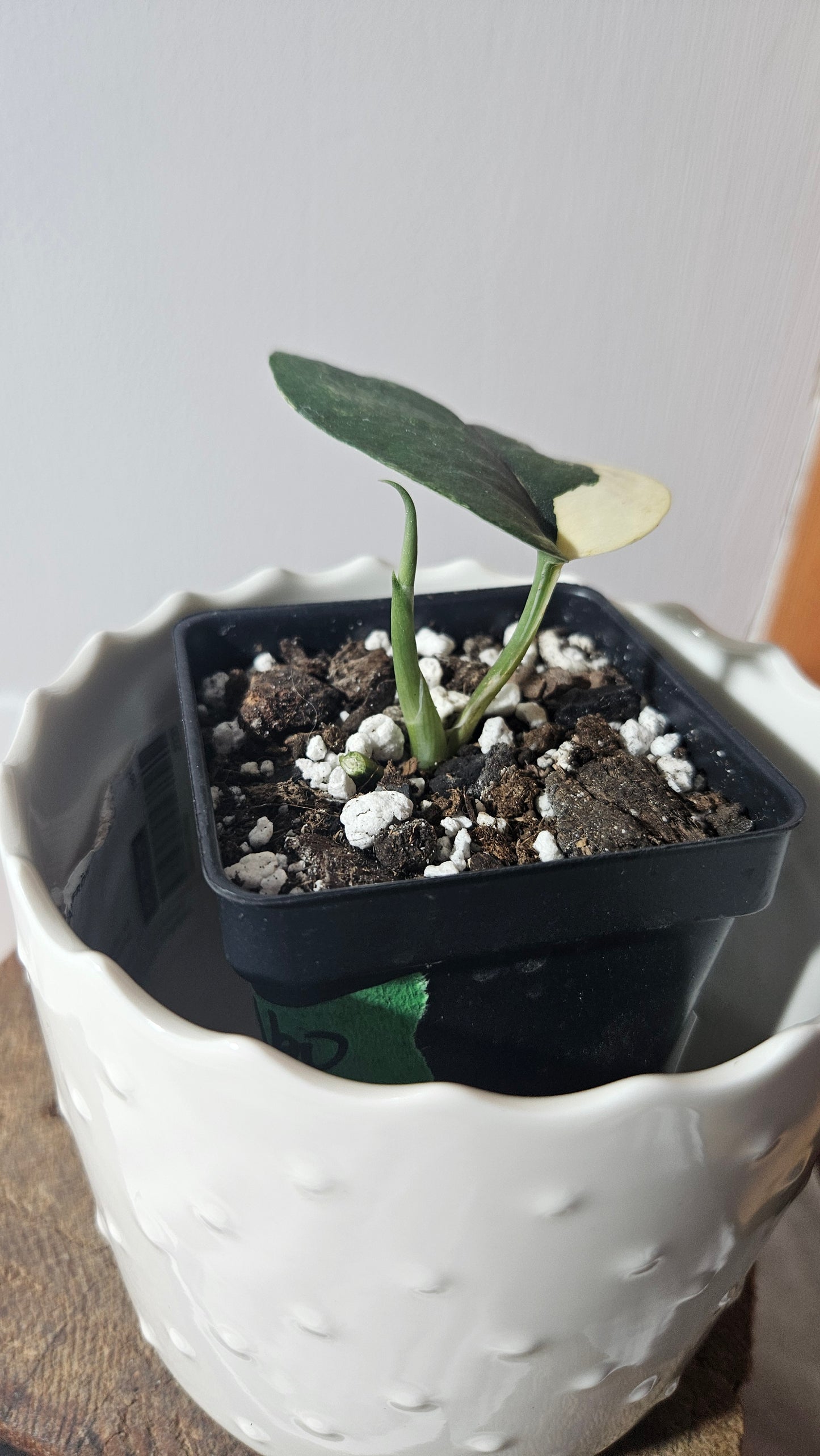Scindapsus Jade Satin Albo (SCI-927)