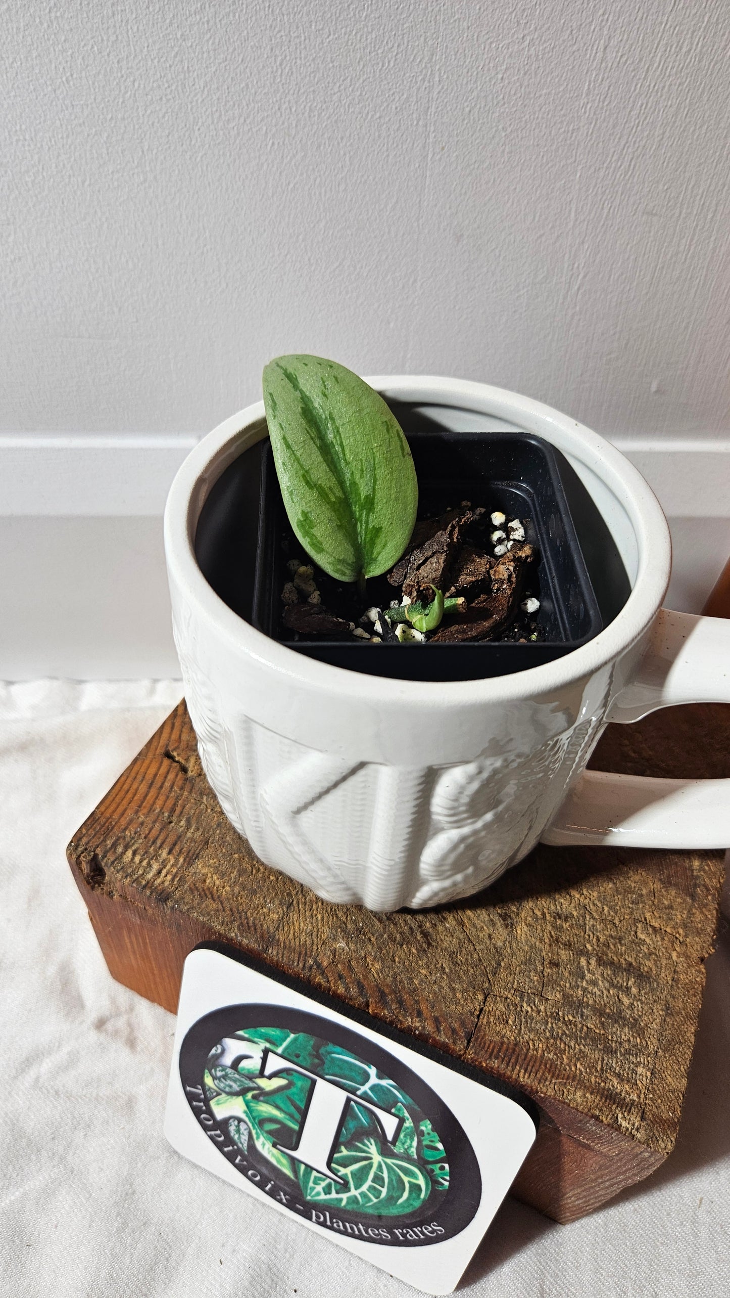 Scindapsus Army silver (SCI-1281)