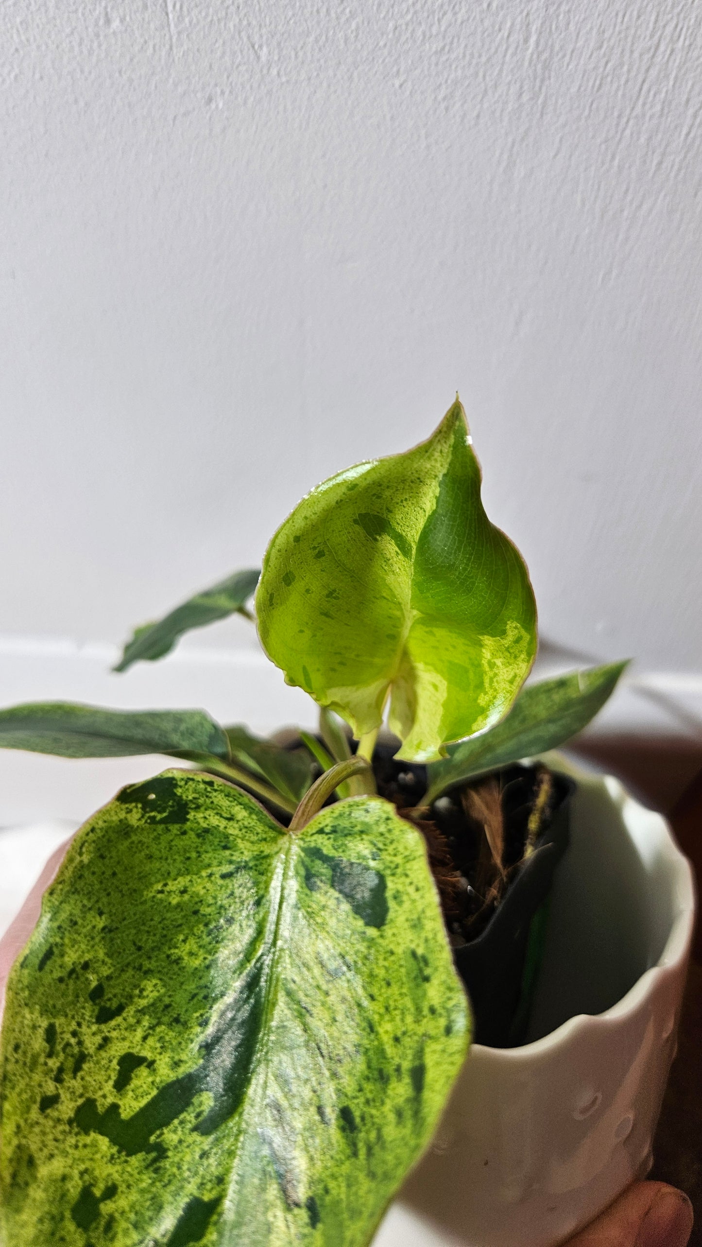Philodendron BurleMarx Variegata X Paraiso Verde (PHI-790)