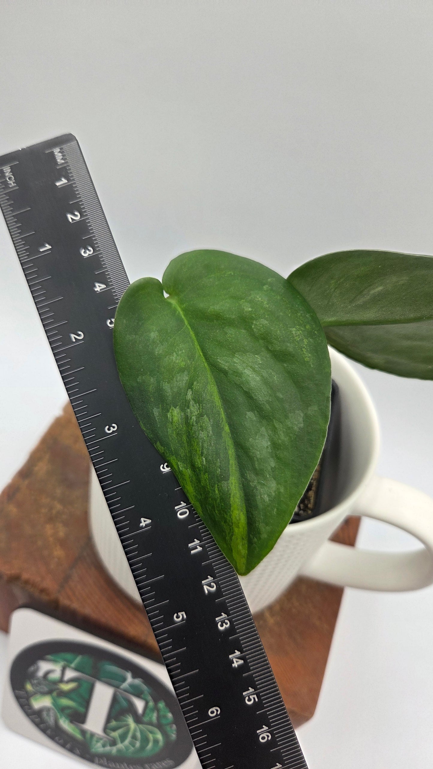 Scindapsus Silver Splash "Green on Green" (SCI-808)