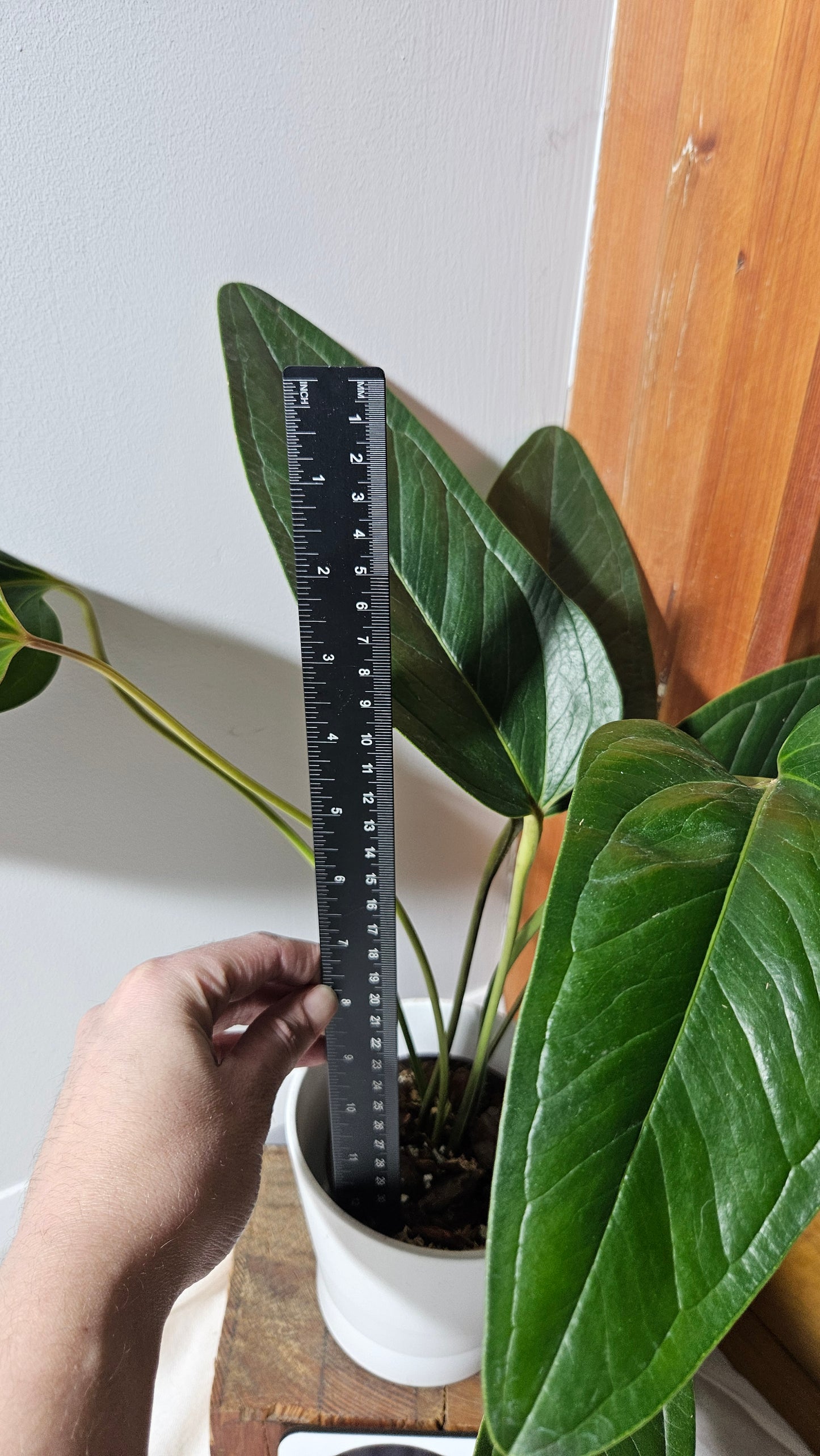 Anthurium Lingua "LARGE Format" (ANT-281)