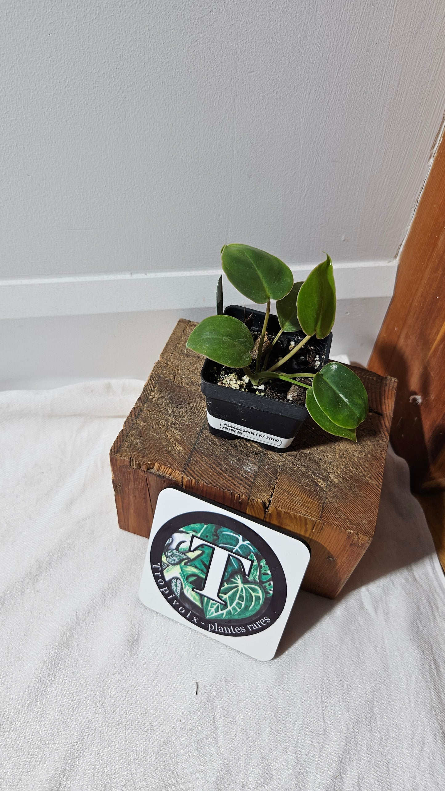 "FREEBIE " Philodendron Burlemarx Variegata REVERT 1 FREEBIE/PERSONNE (avec achat minimal de 60$ avant taxes)