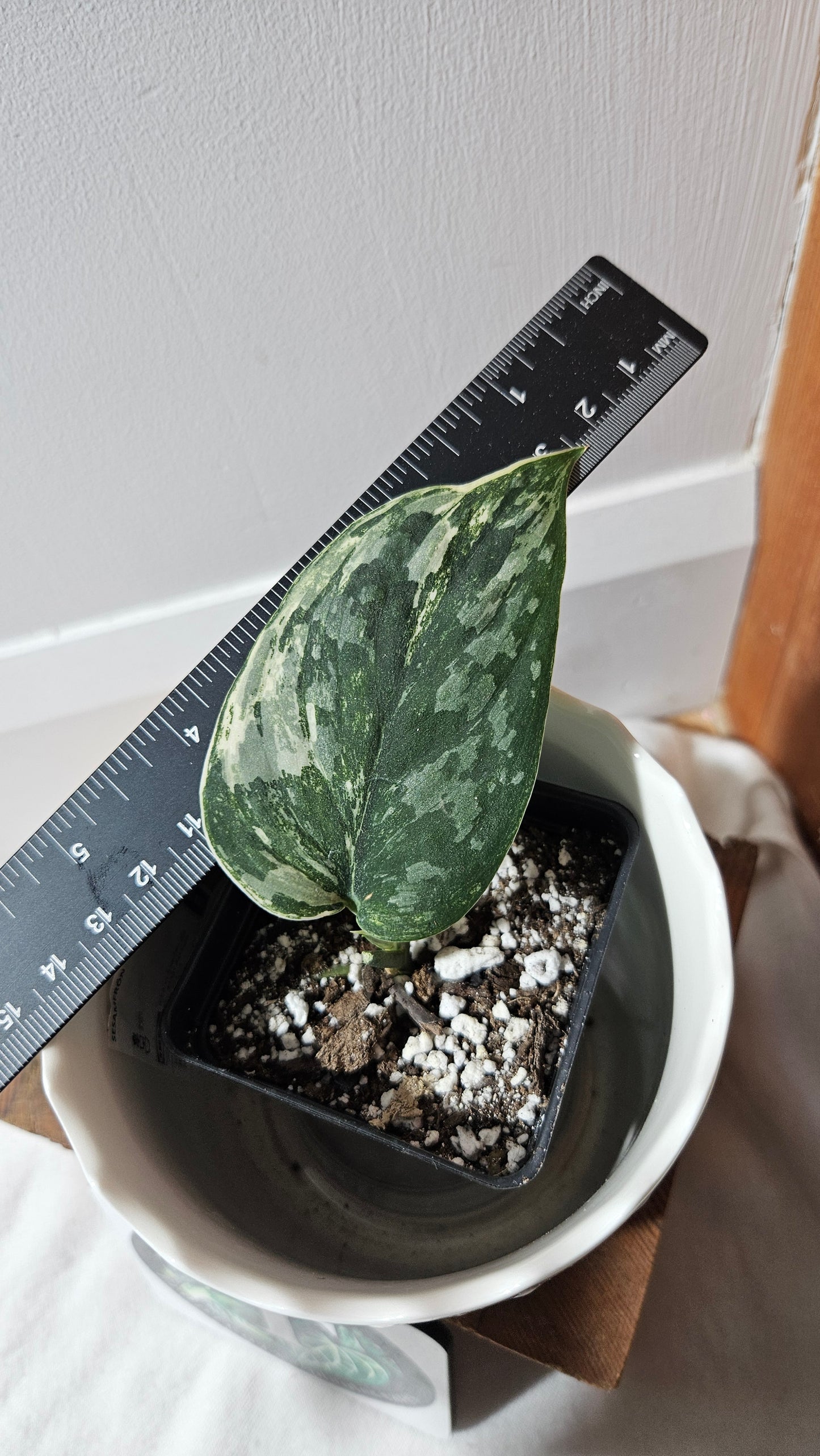 Scindapsus Exotica Salaka Variegata (SCI-749)