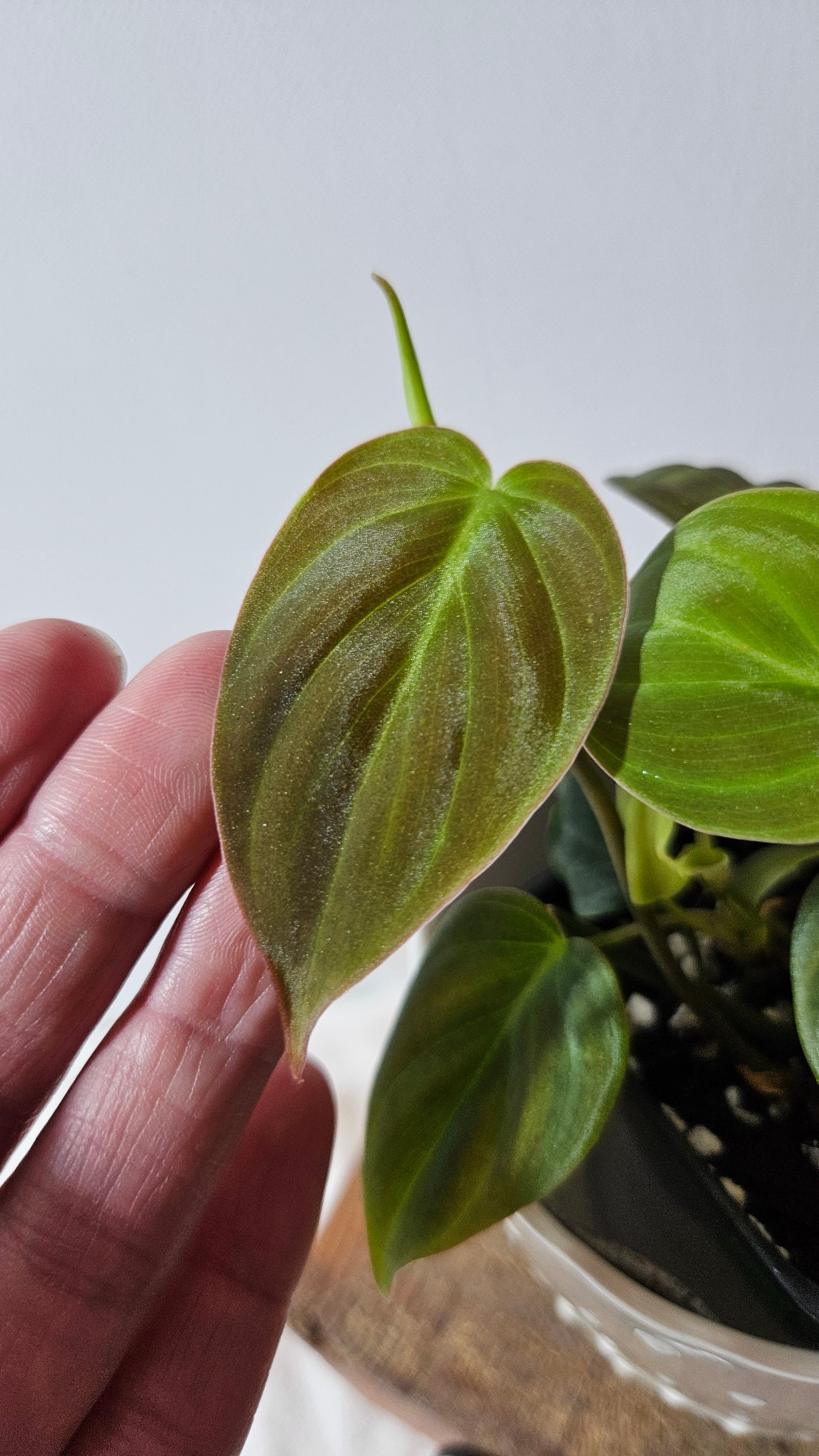 Philodendron Mican Var. REVERT (PHI-787)