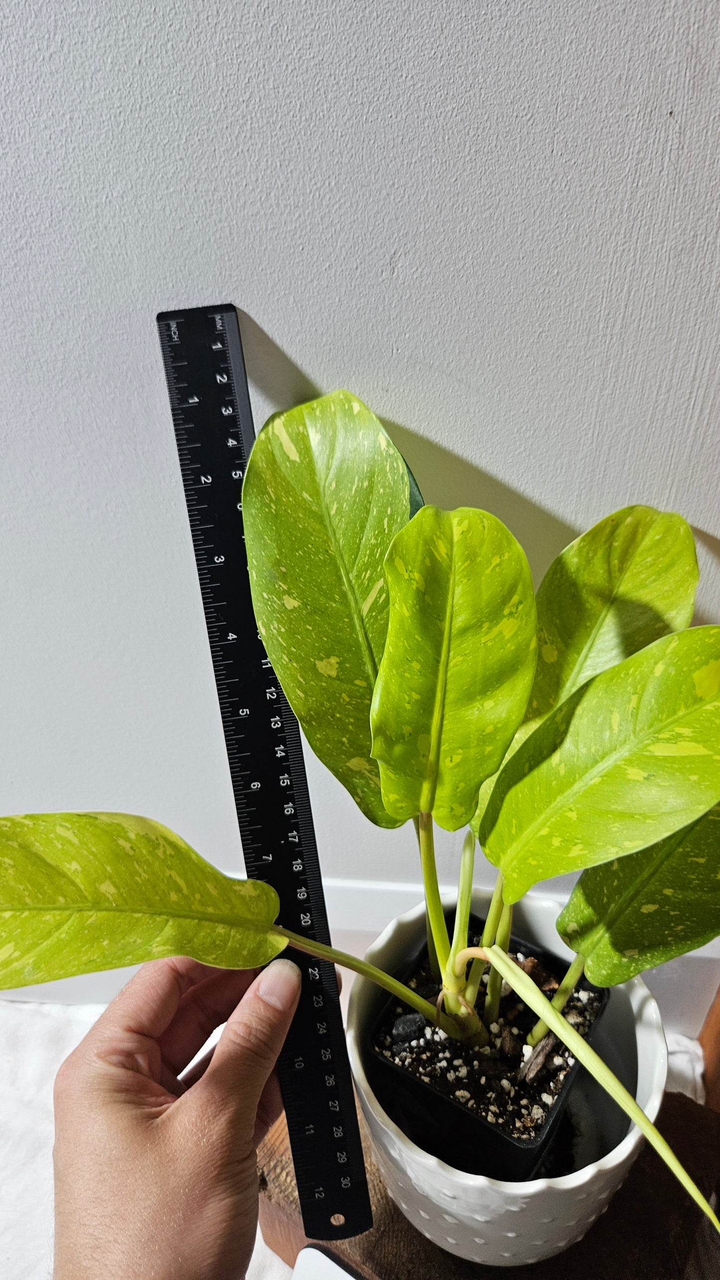 Philodendron Golden Goldness (PHI-894)