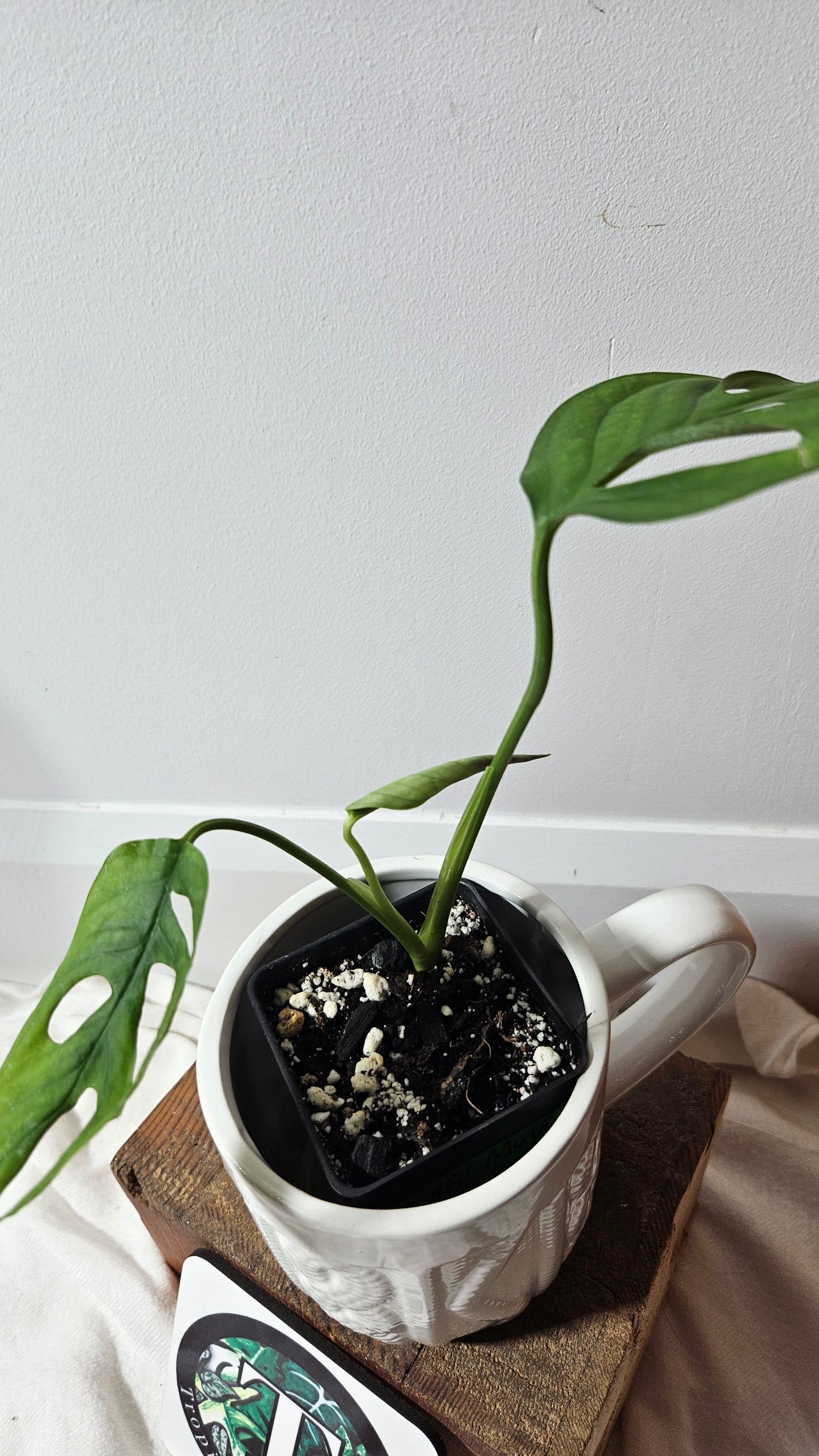 Monstera Obliqua Aff Muyuna Round (MON-274)